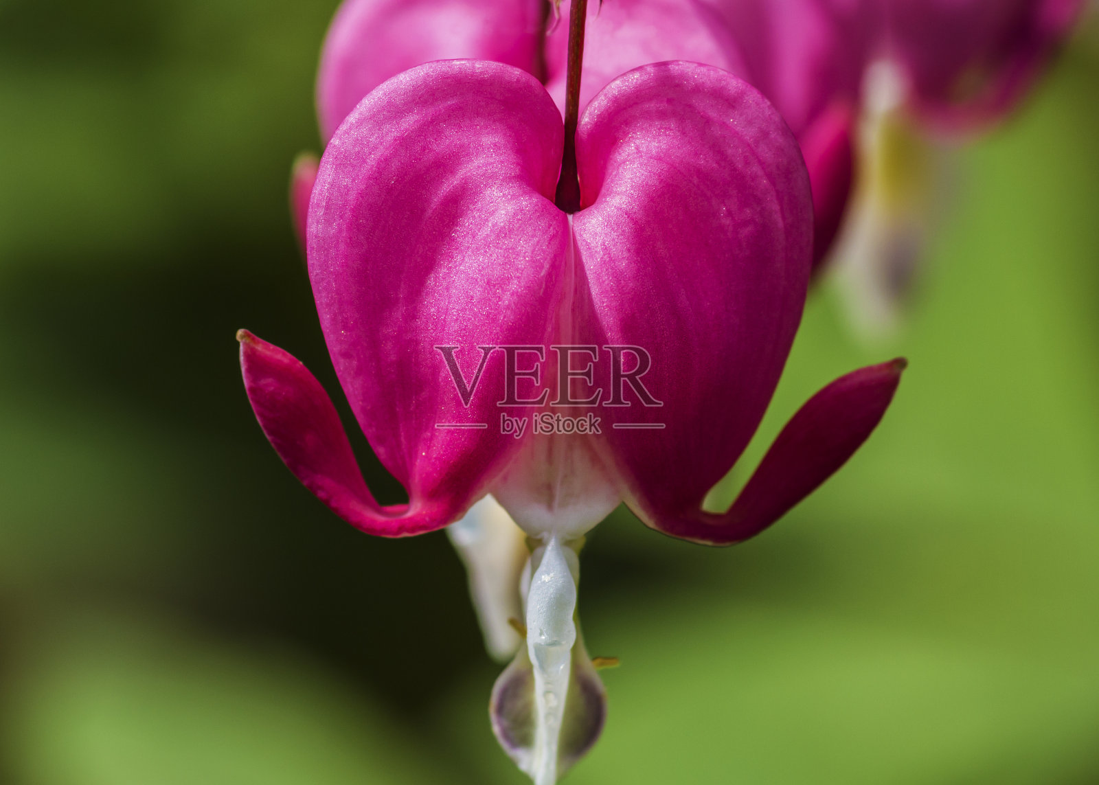 流血的心照片摄影图片