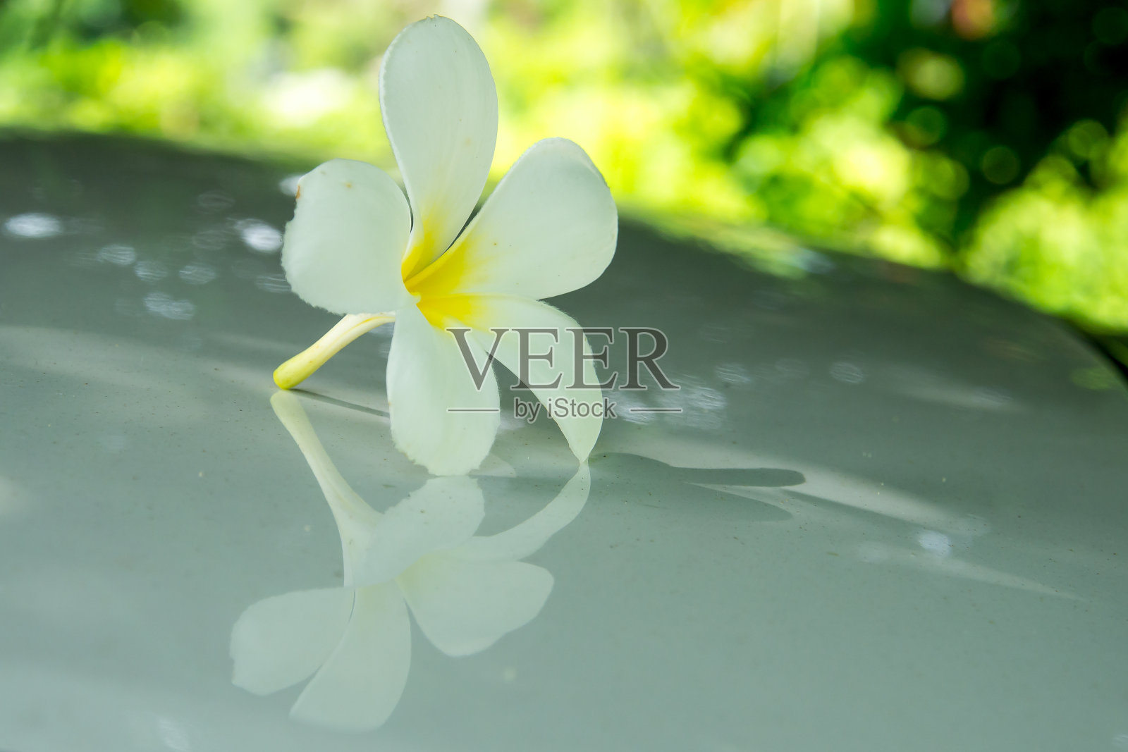 花照片摄影图片