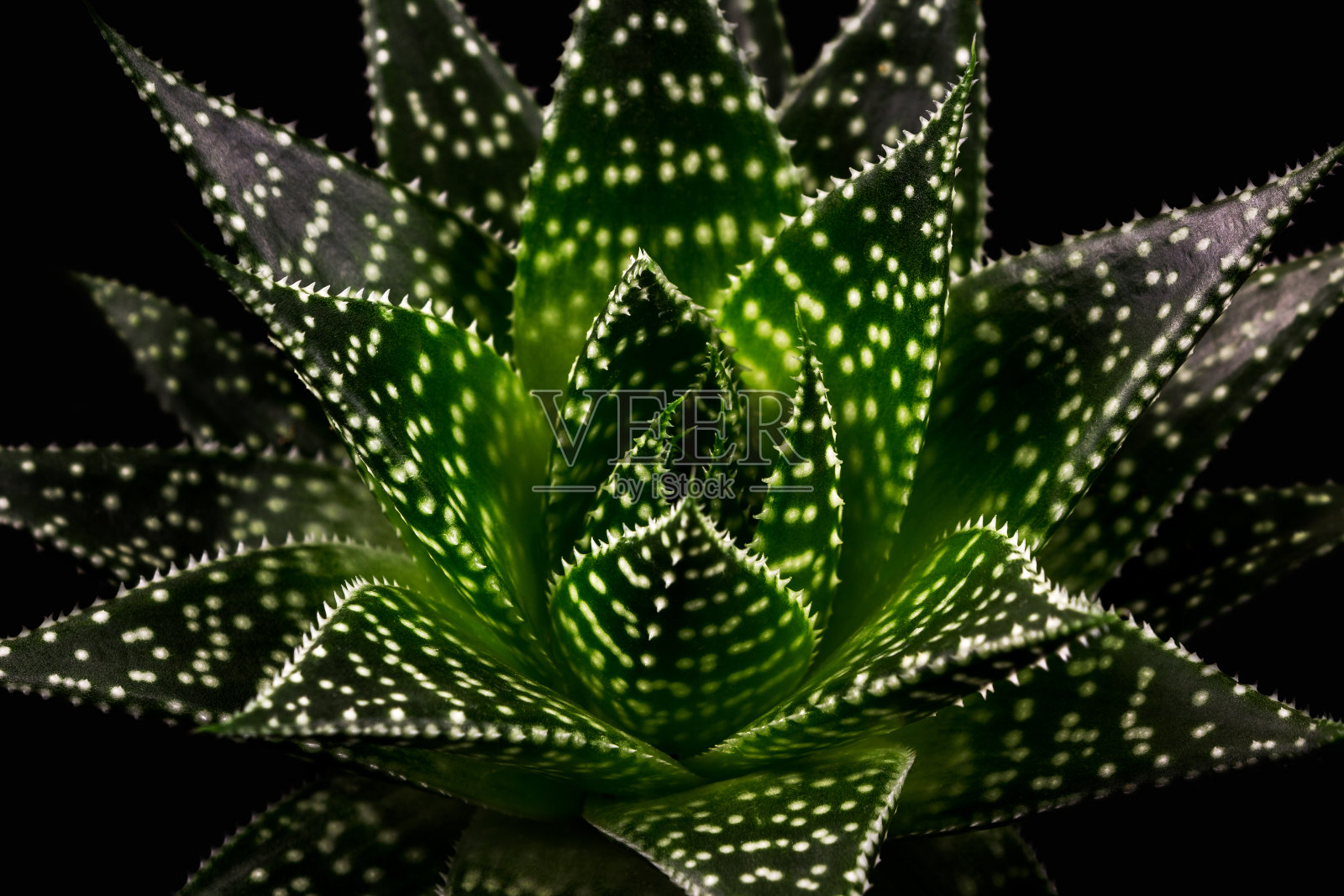 Gasteria阿波罗照片摄影图片