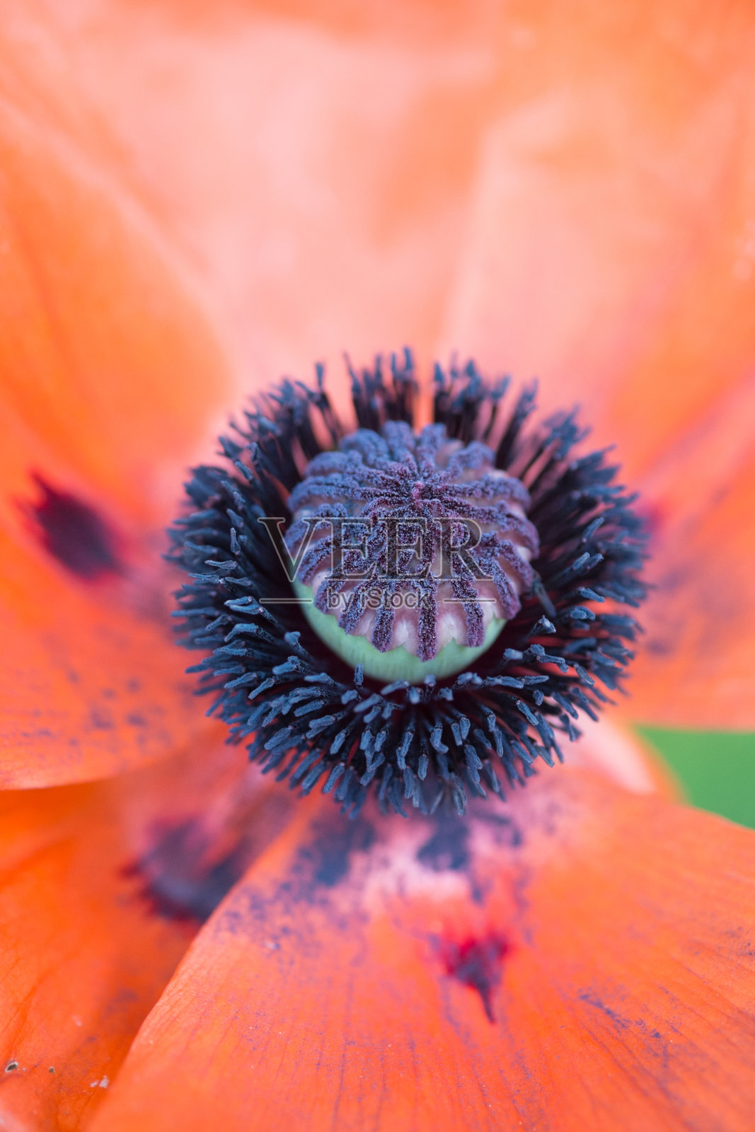 宏观和特写照片摄影图片