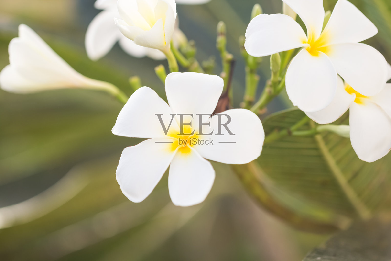 鸡蛋花在田间的选择焦点照片摄影图片