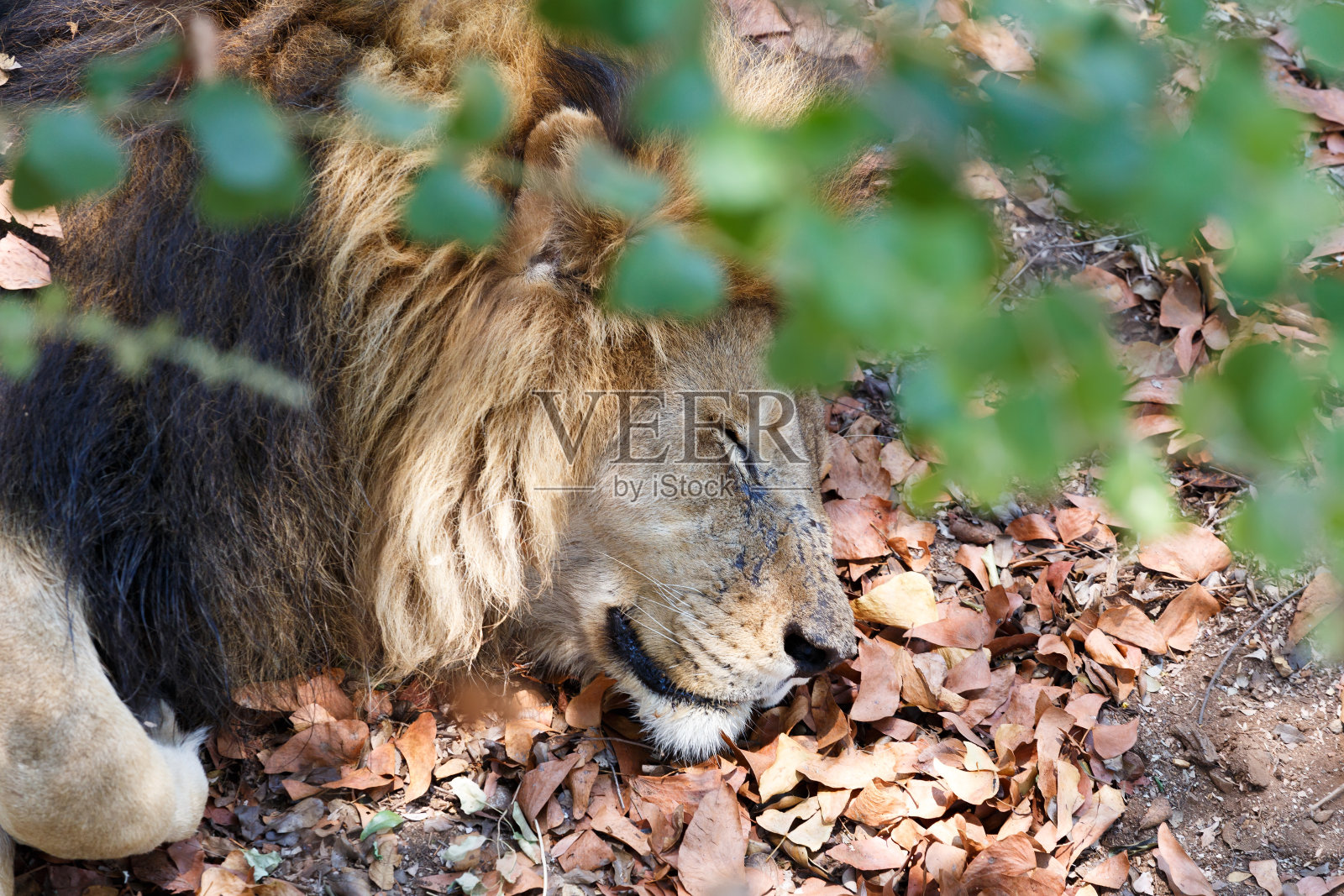 正在睡觉的雄狮的肖像照片摄影图片