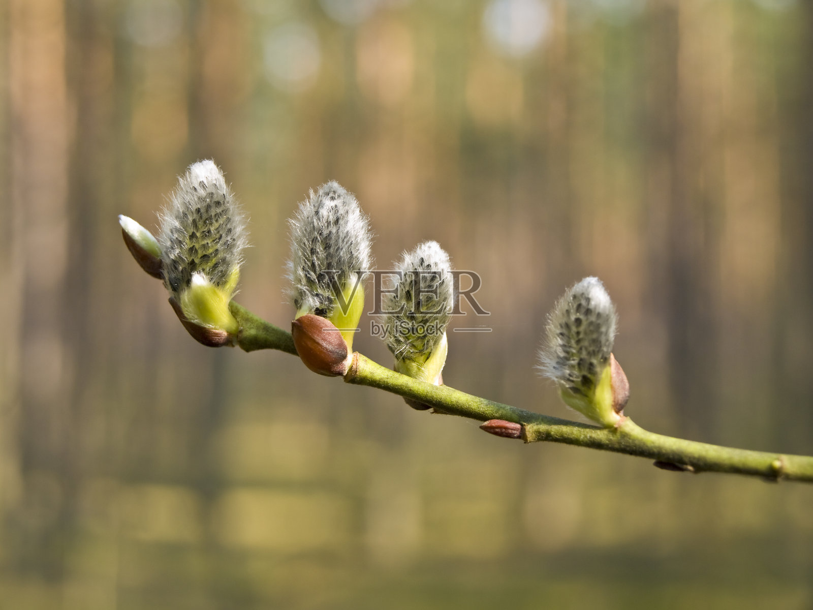 猫柳照片摄影图片