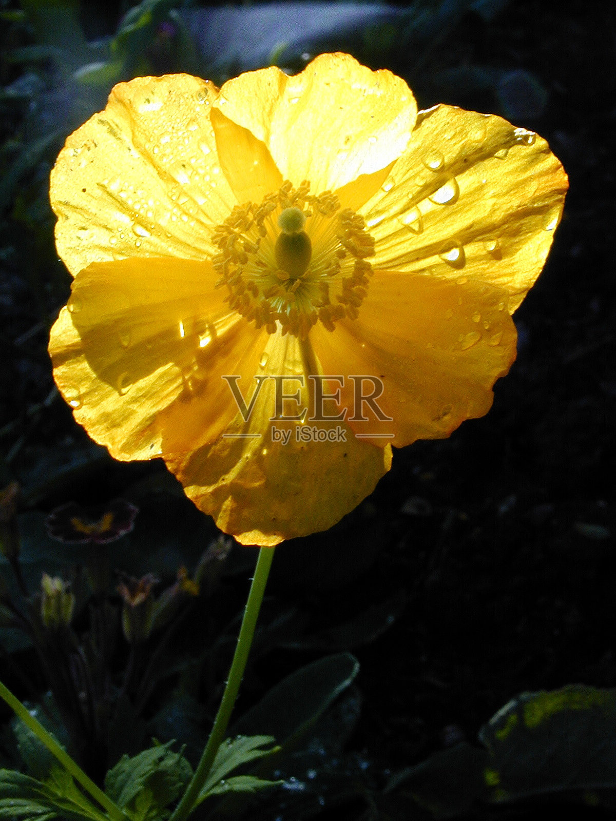 罂粟照片摄影图片