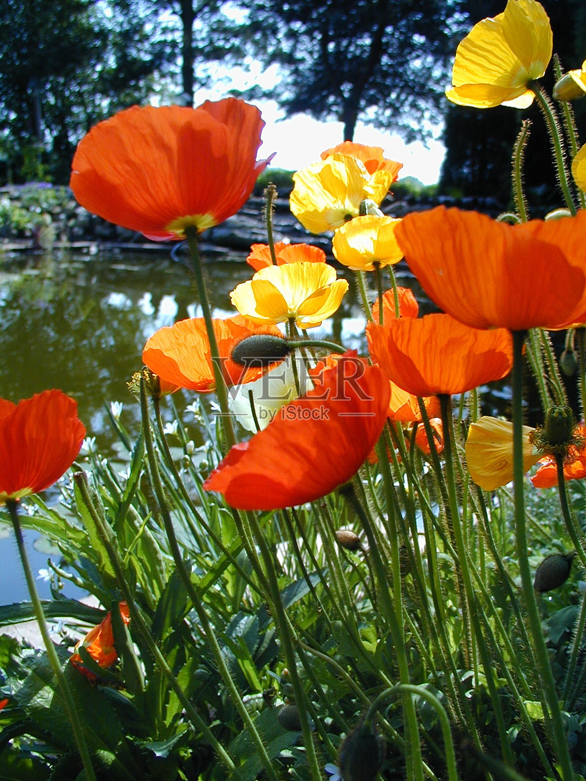 罂粟照片摄影图片