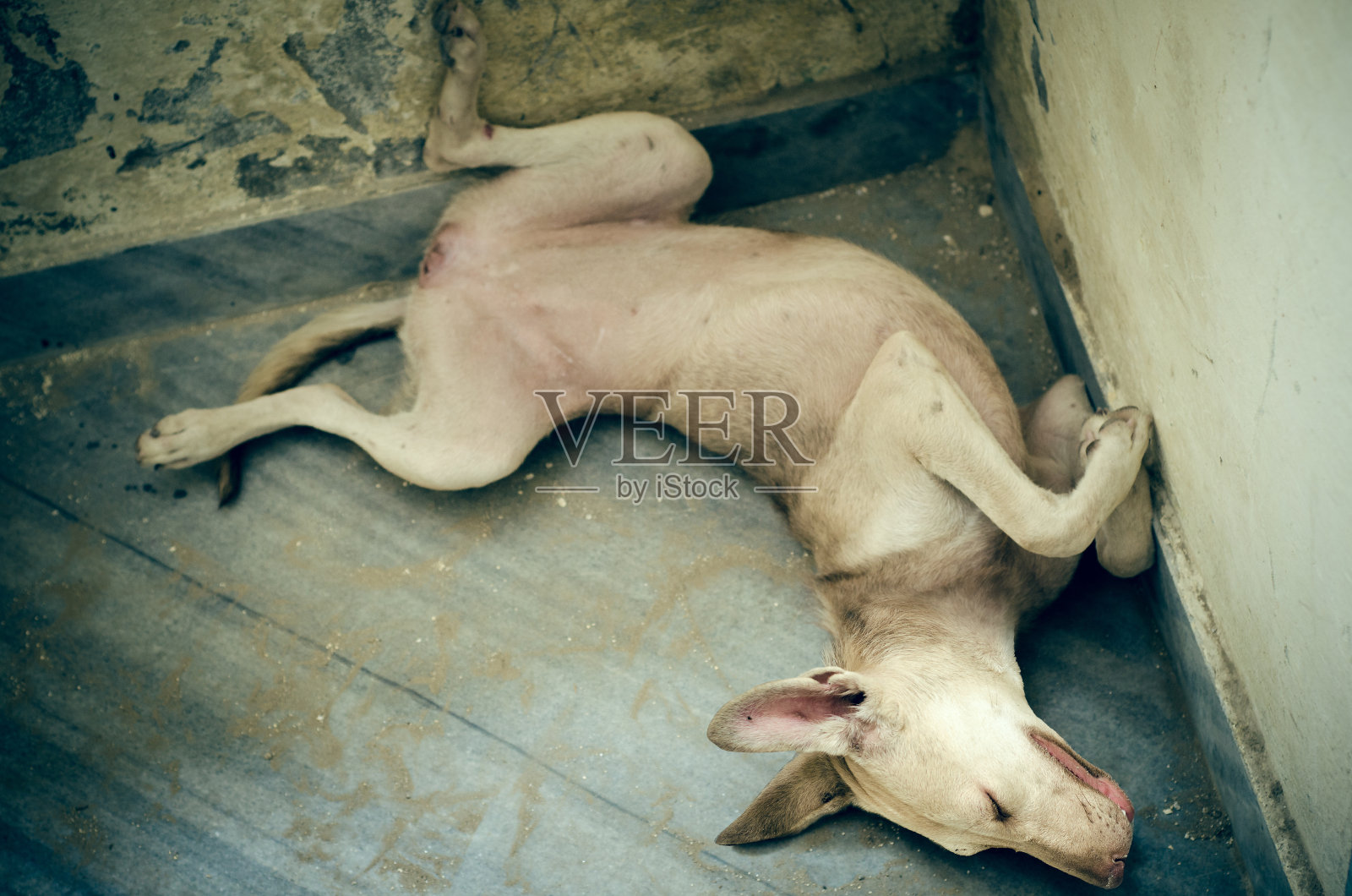 滑稽的睡着的宠物狗的肖像照片摄影图片