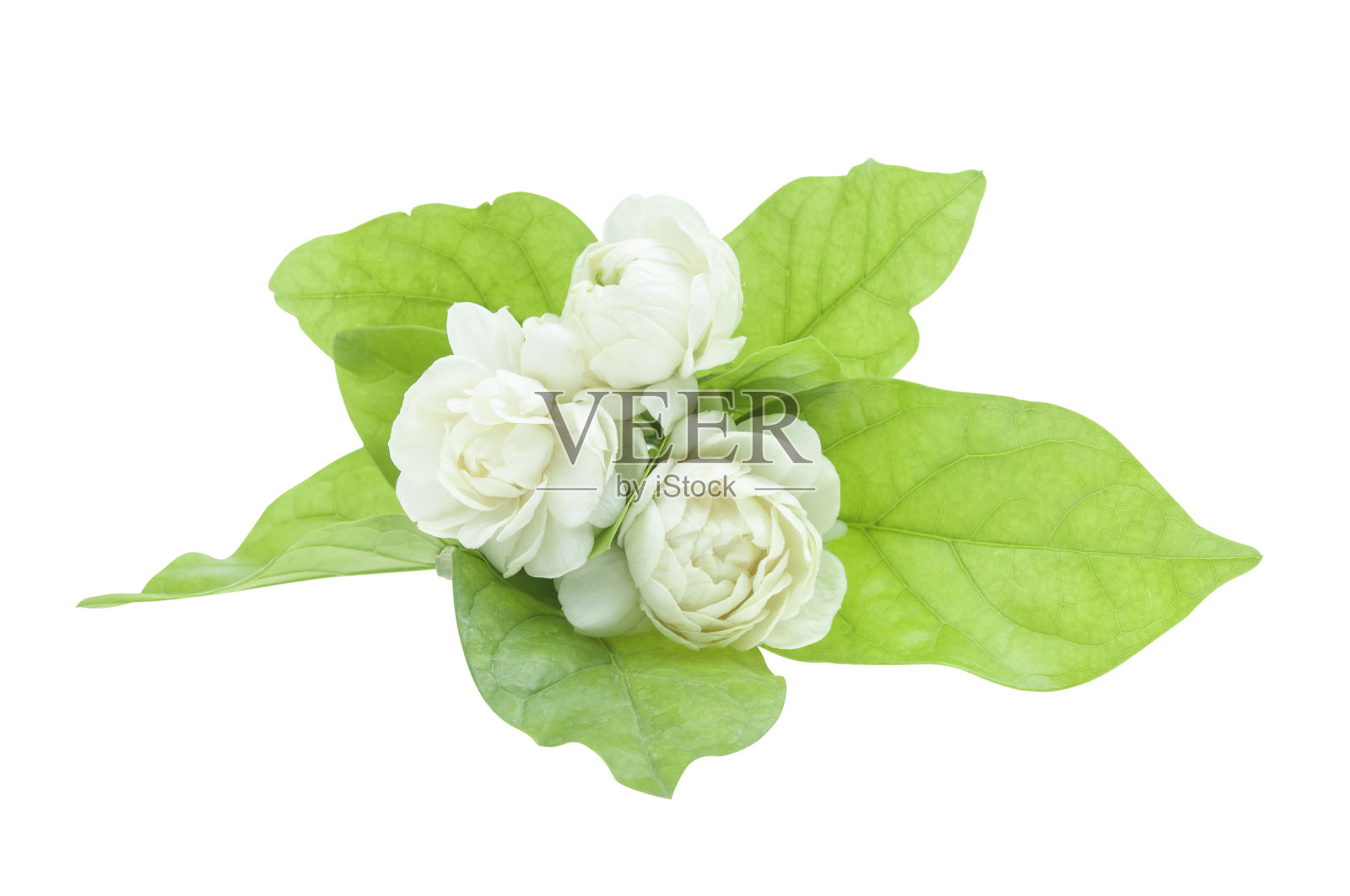 茉莉花与叶孤立，以修剪小路。照片摄影图片