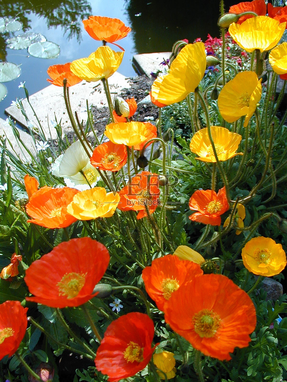 罂粟照片摄影图片