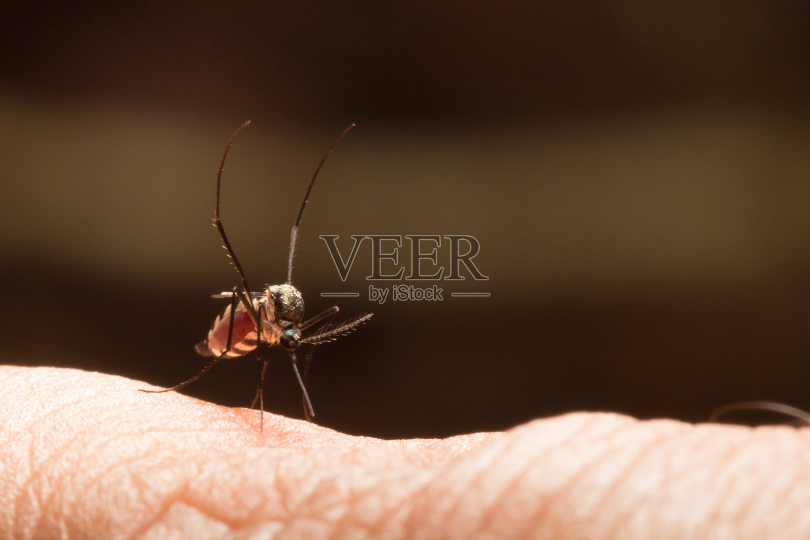 埃及伊蚊。近距离观察吸人血的蚊子，病媒照片摄影图片