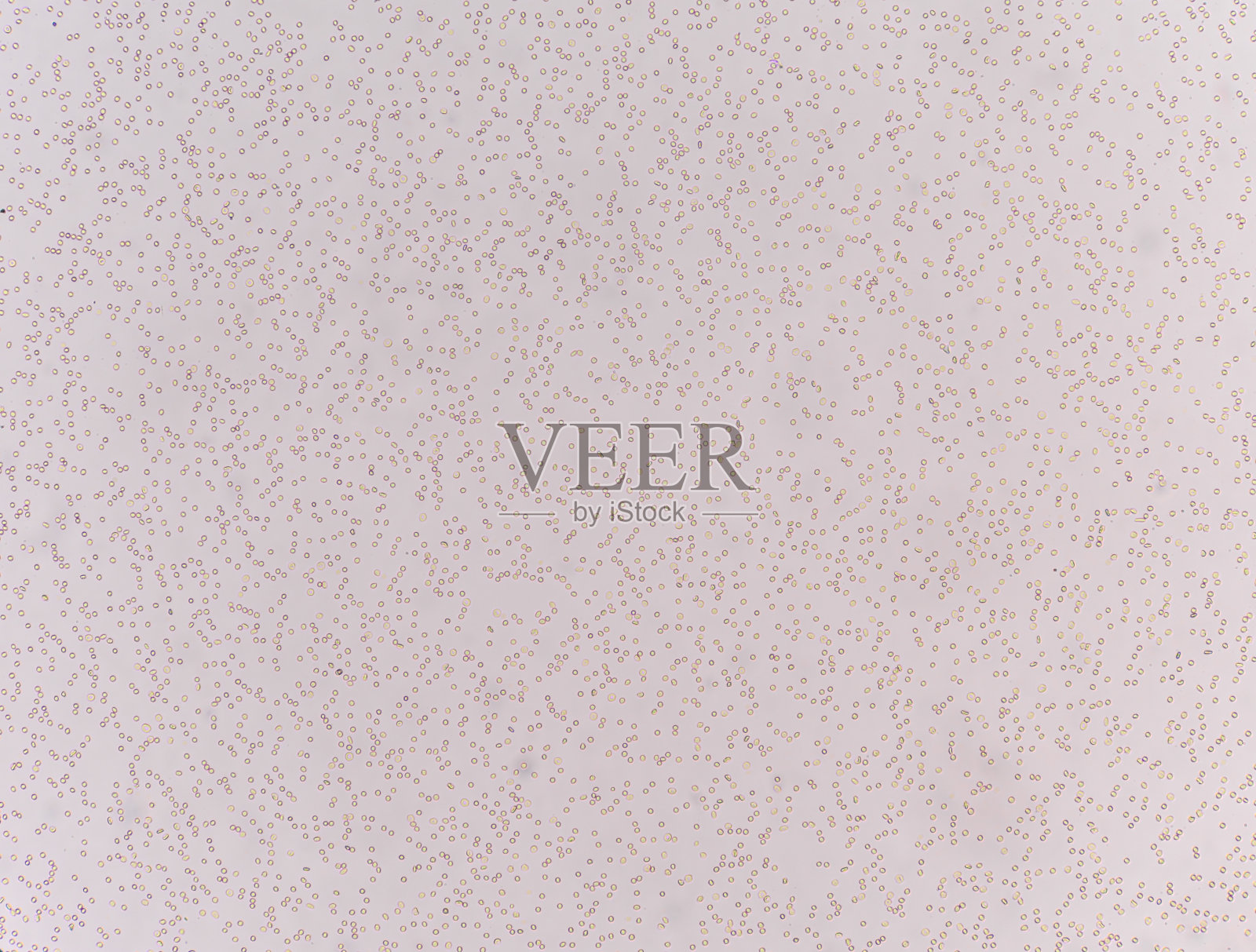 新鲜红细胞照片摄影图片