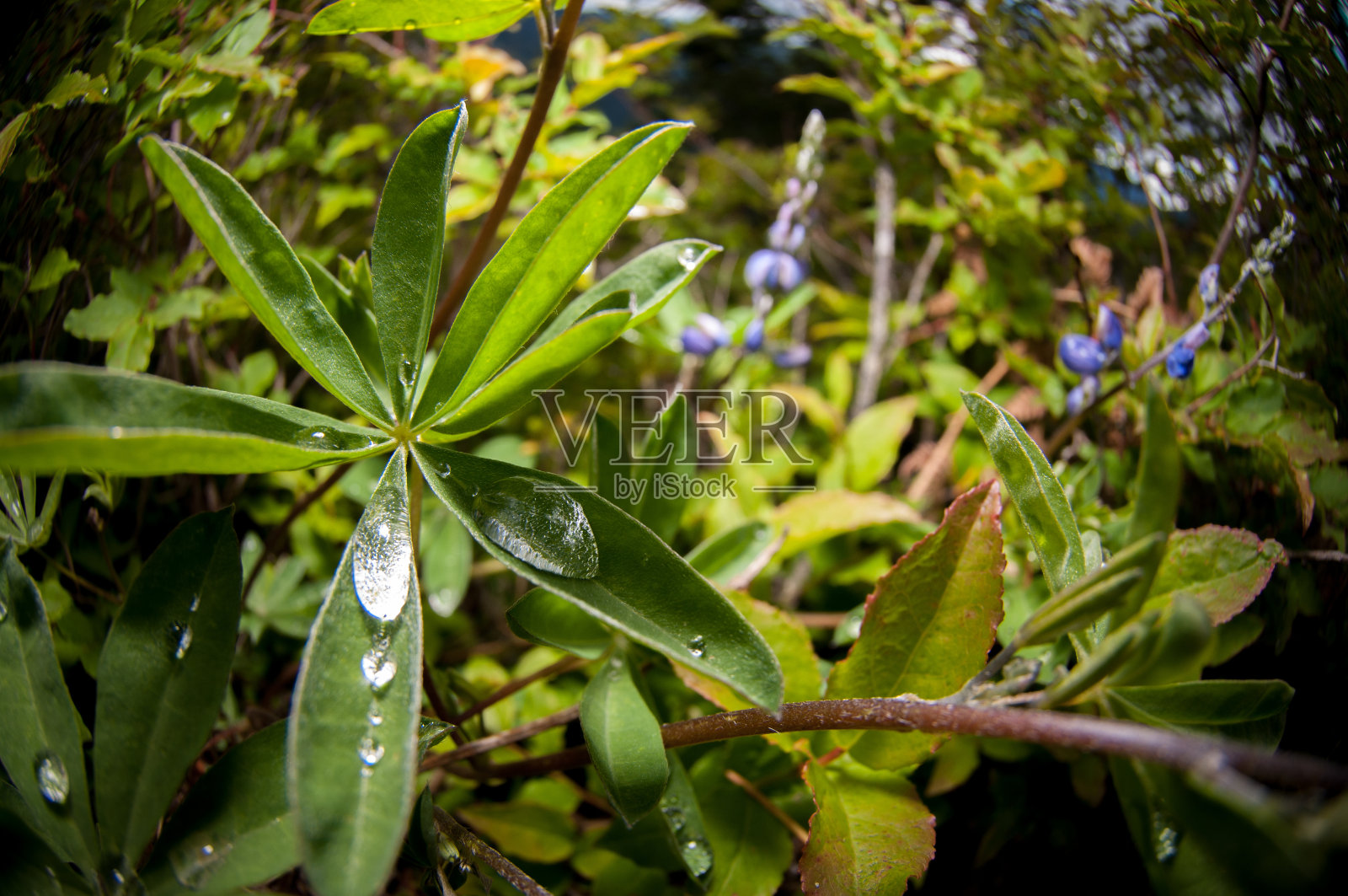 徒步旅行小径上的野花照片摄影图片