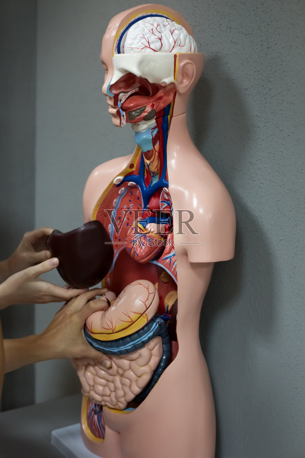 人体解剖学人体模型照片摄影图片