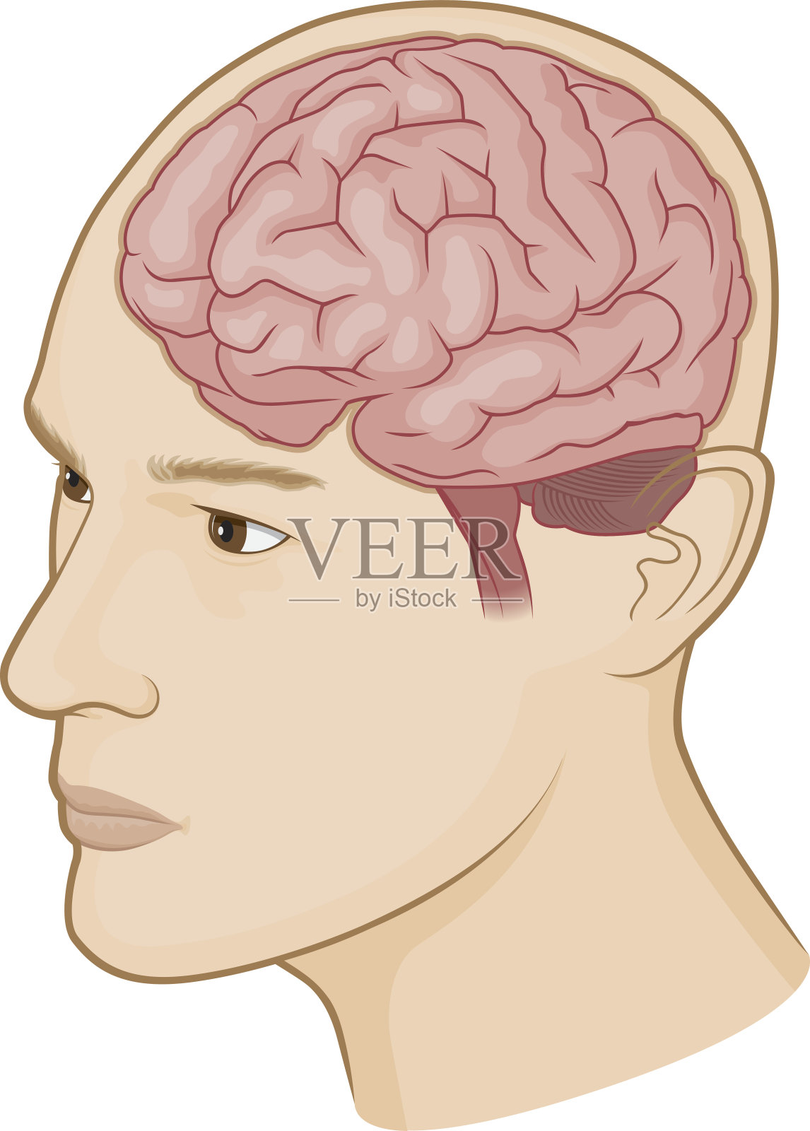 男性头部和大脑设计元素图片