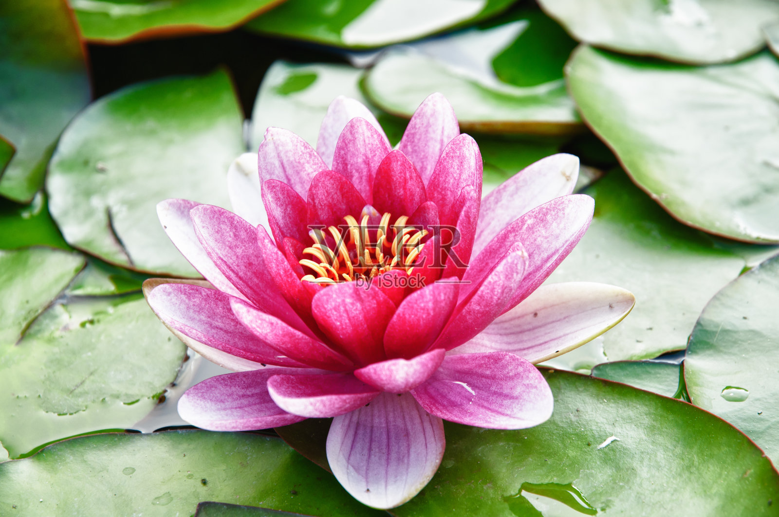 池塘上漂浮着睡莲(莲花)照片摄影图片