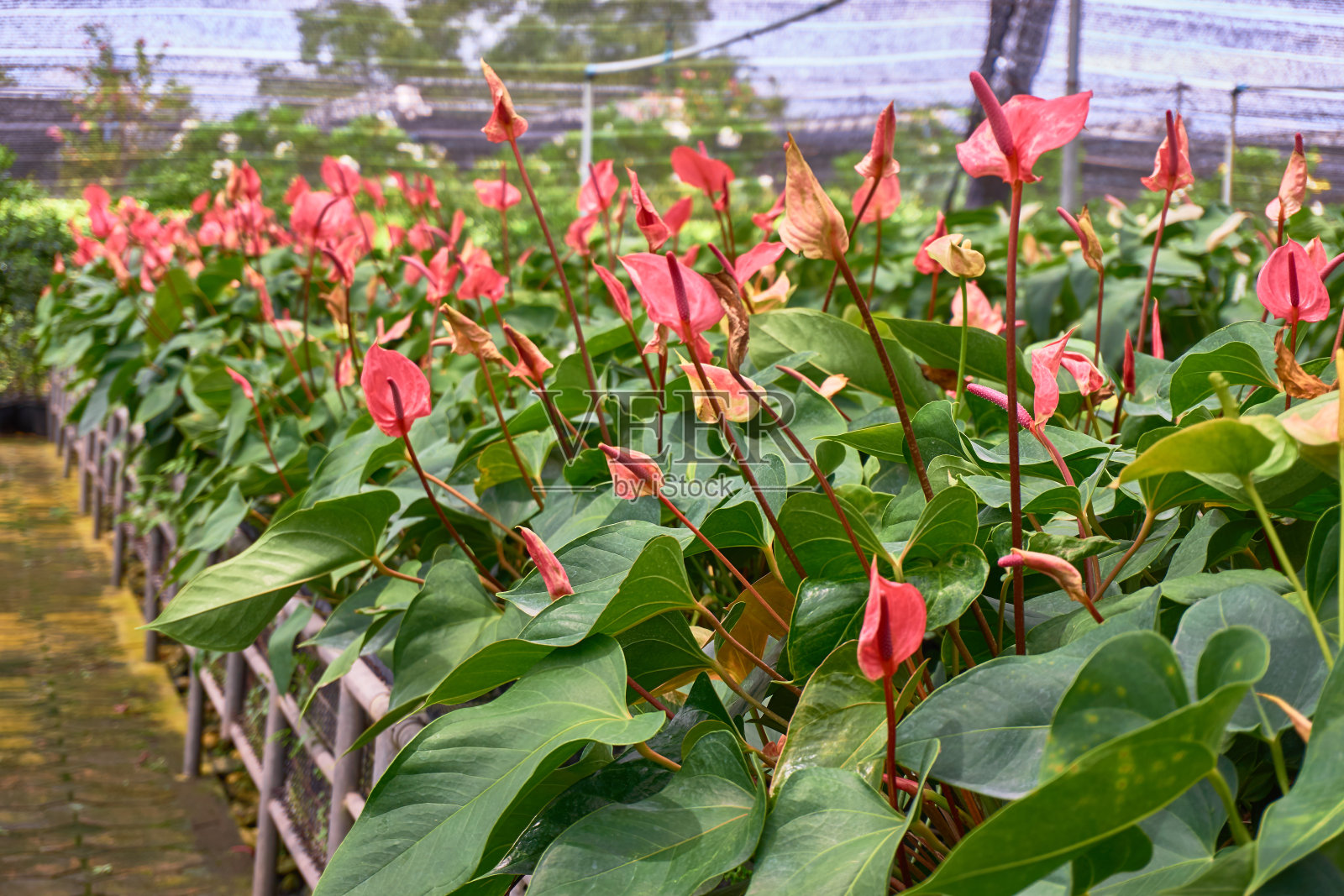 美丽的红掌花圃在温室里照片摄影图片