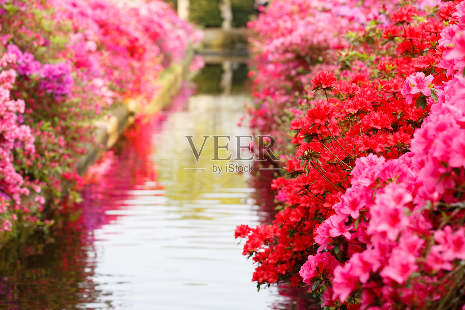 漂亮的花园照片摄影图片