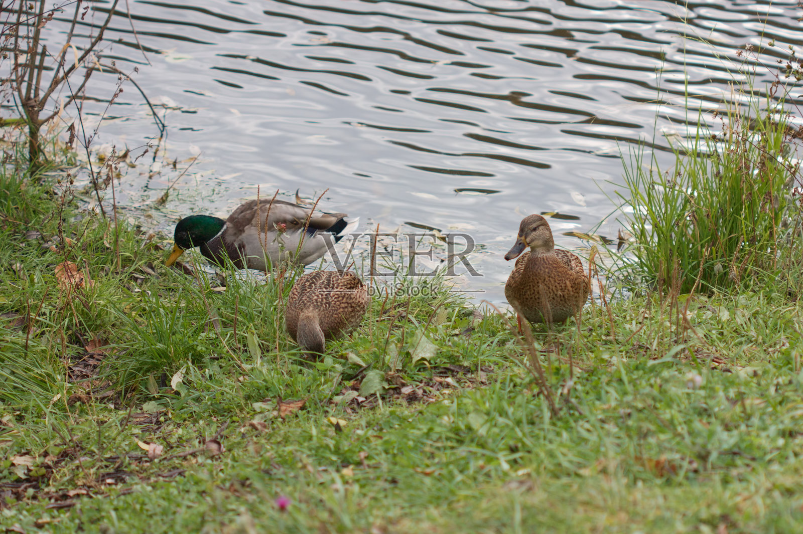 鸭子在岸上觅食照片摄影图片