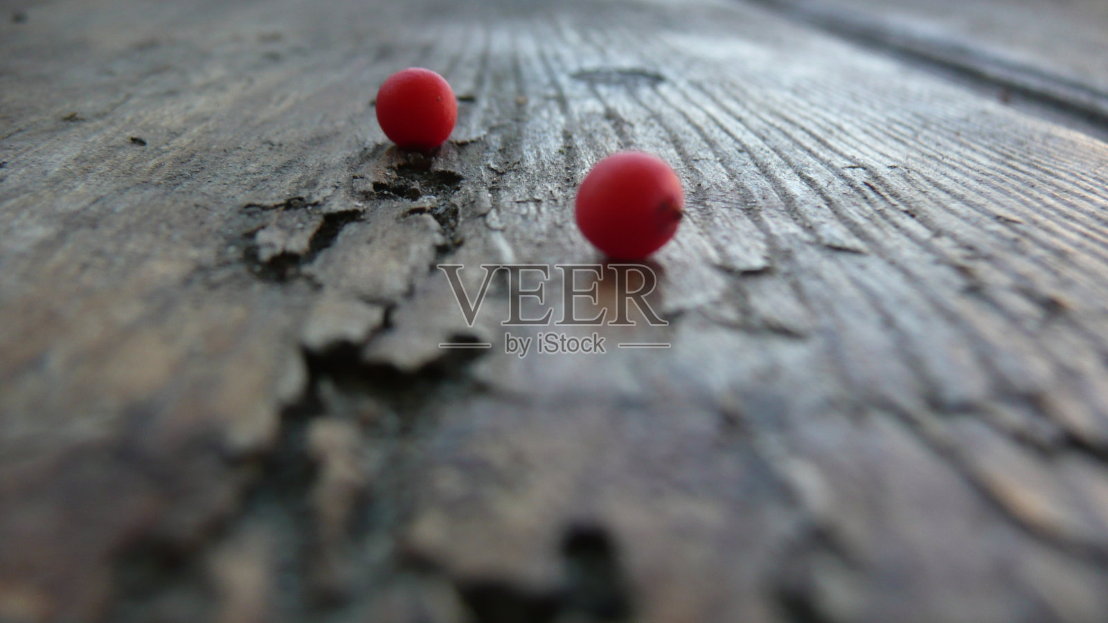 橙花楸果实照片摄影图片