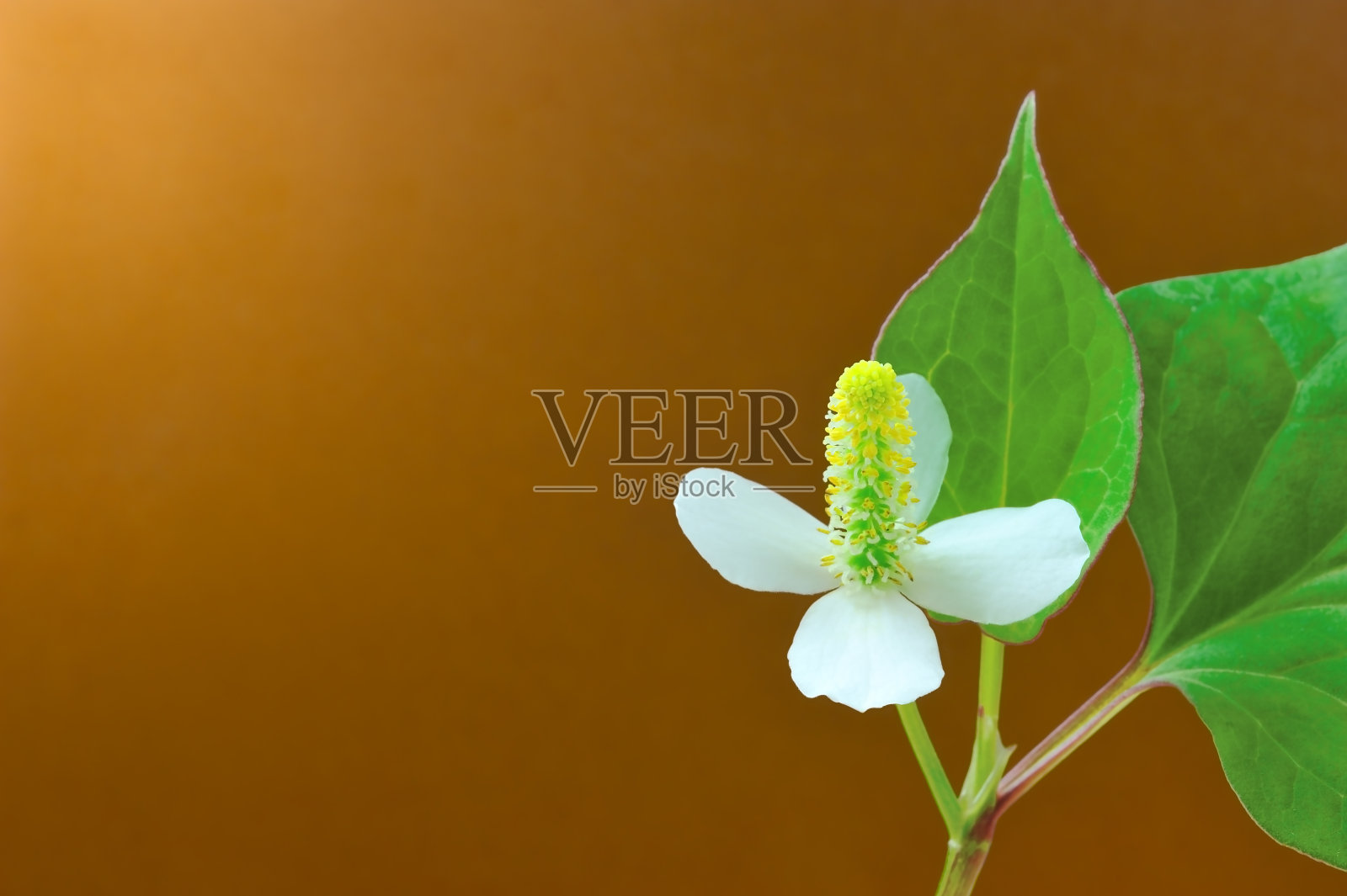 白色开花植物特写照片摄影图片