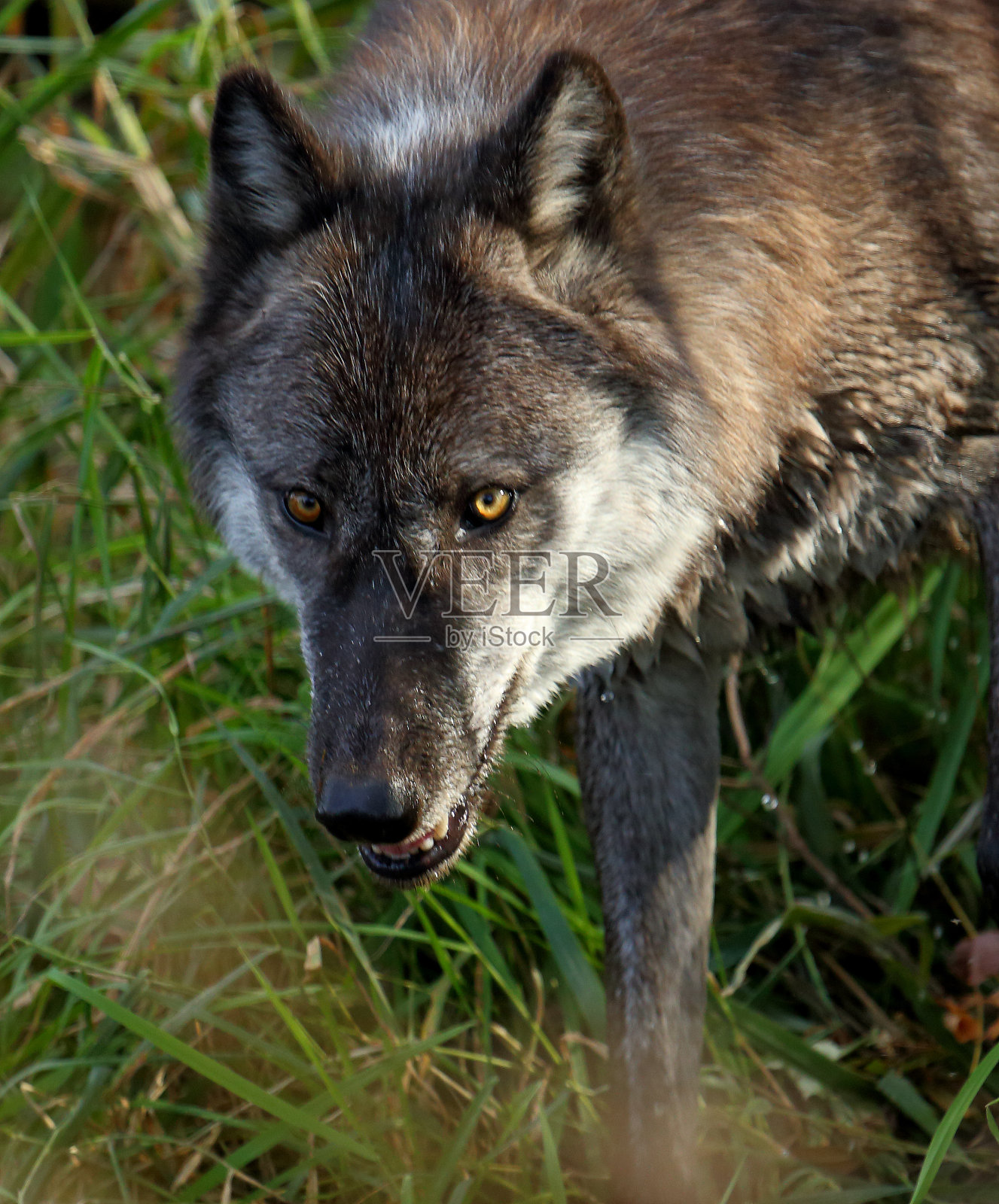 带着邪恶眼神的黑狼照片摄影图片