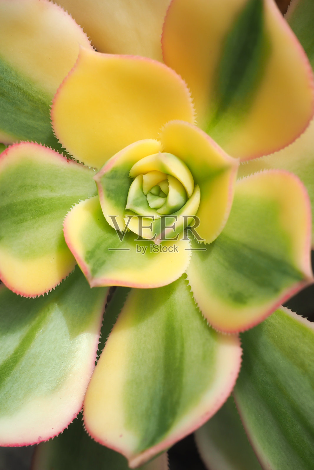 Echeveria斑驳的树叶照片摄影图片