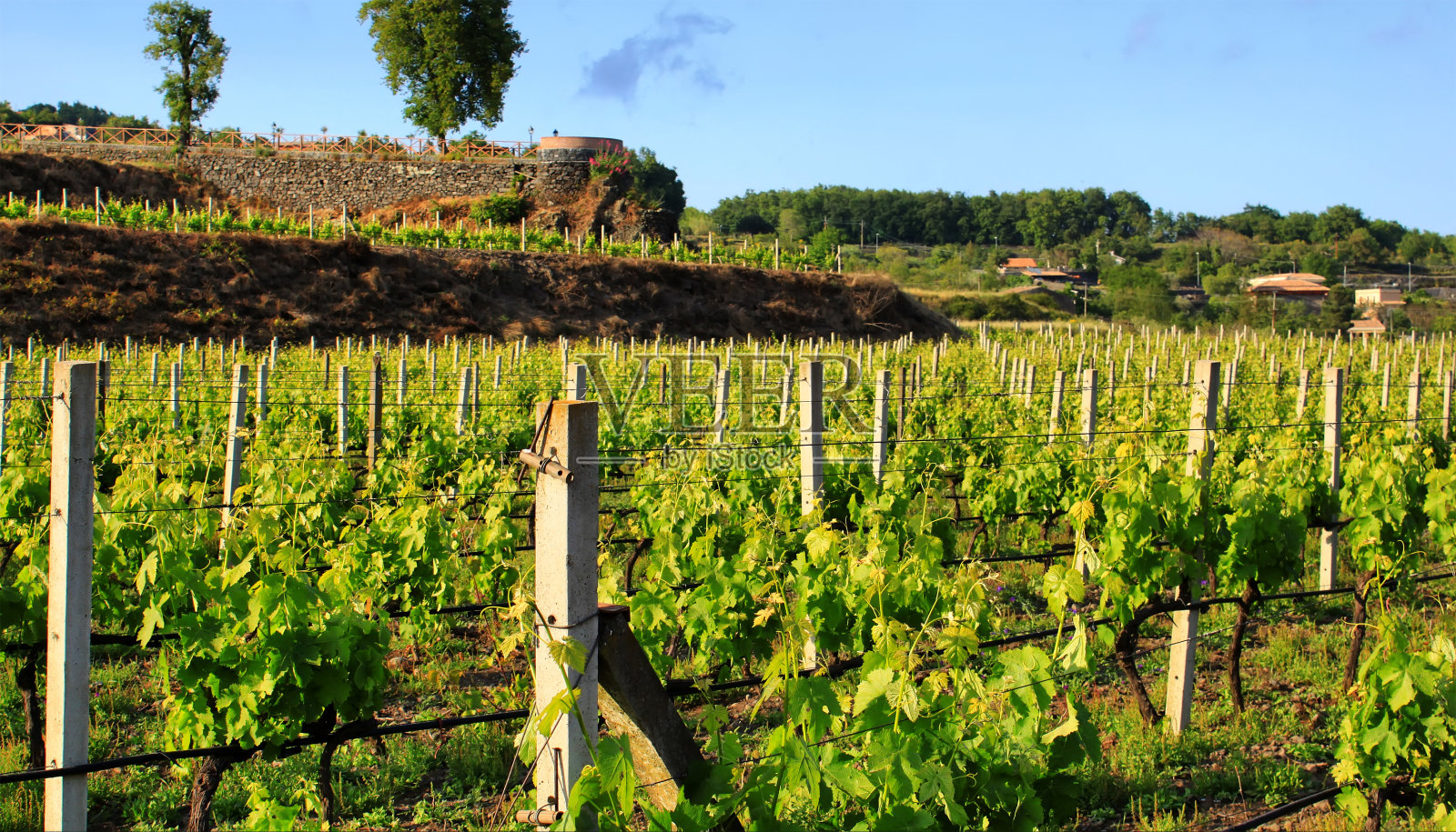 葡萄园照片摄影图片