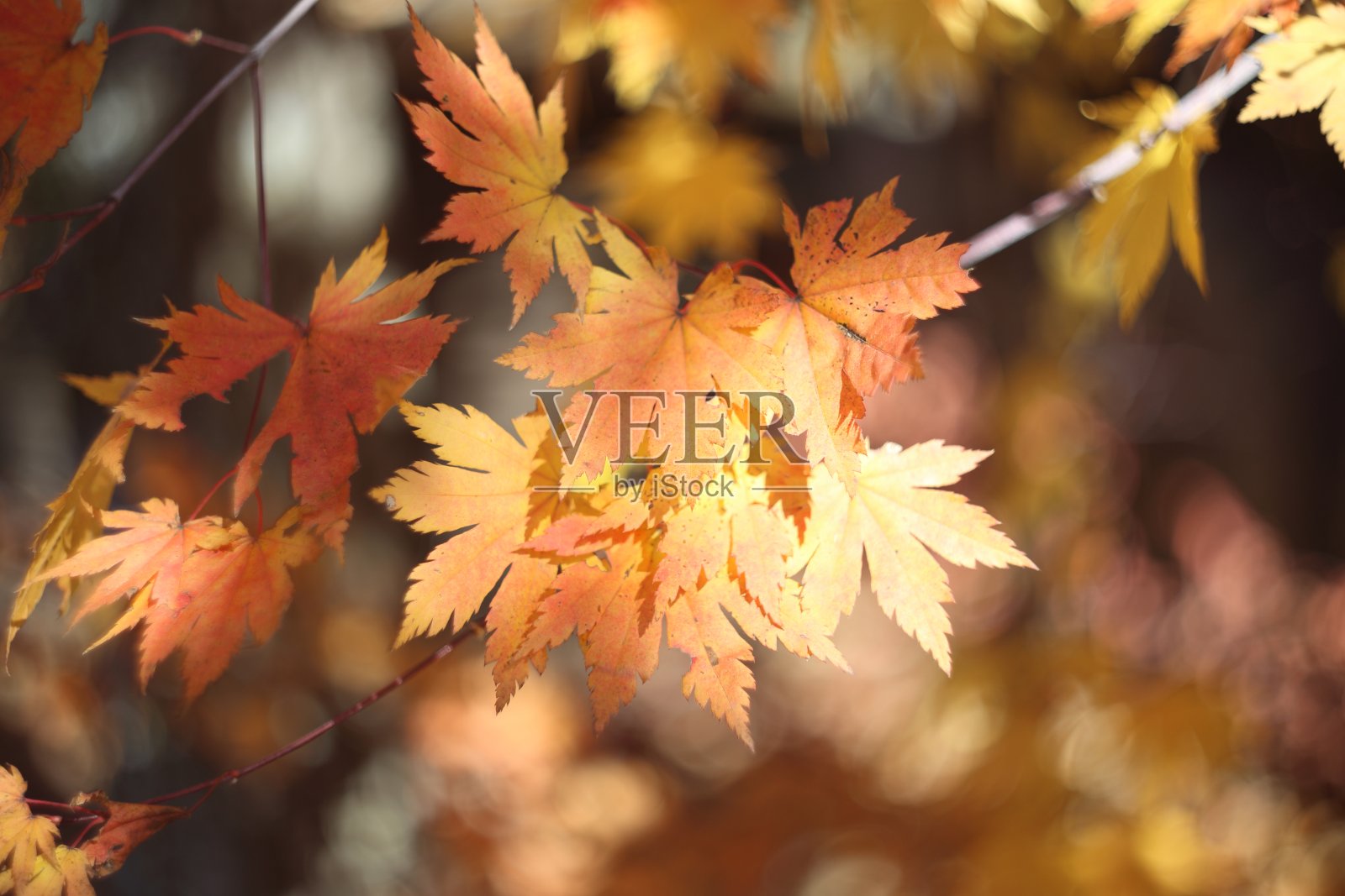 秋橙枫叶照片摄影图片