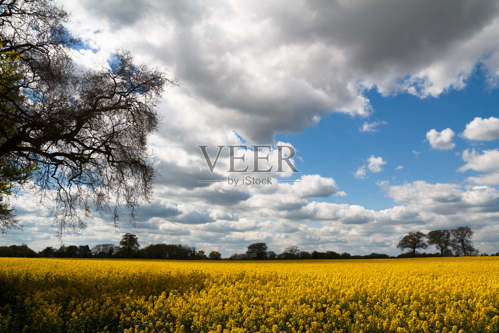 油菜、芥菜种田照片摄影图片