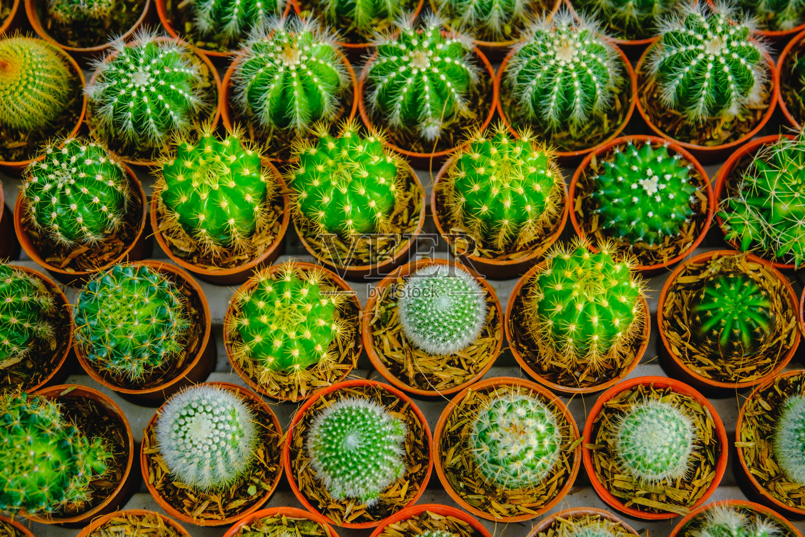 花盆里的小仙人掌照片摄影图片