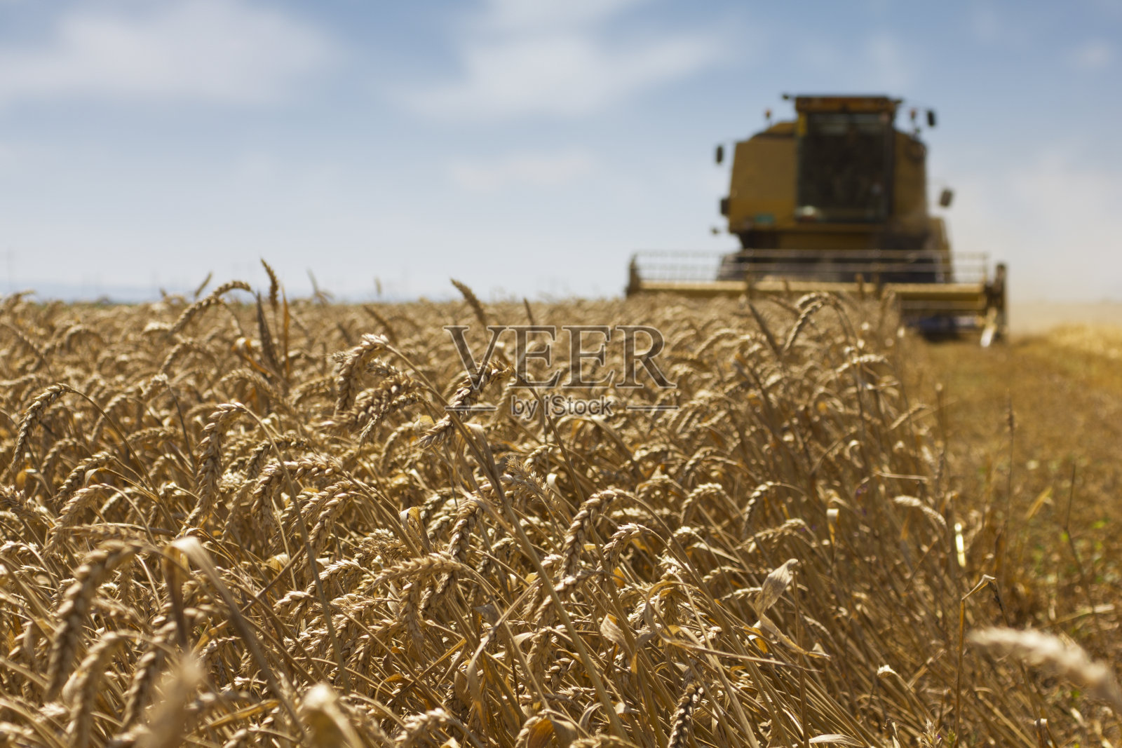 收割小麦照片摄影图片