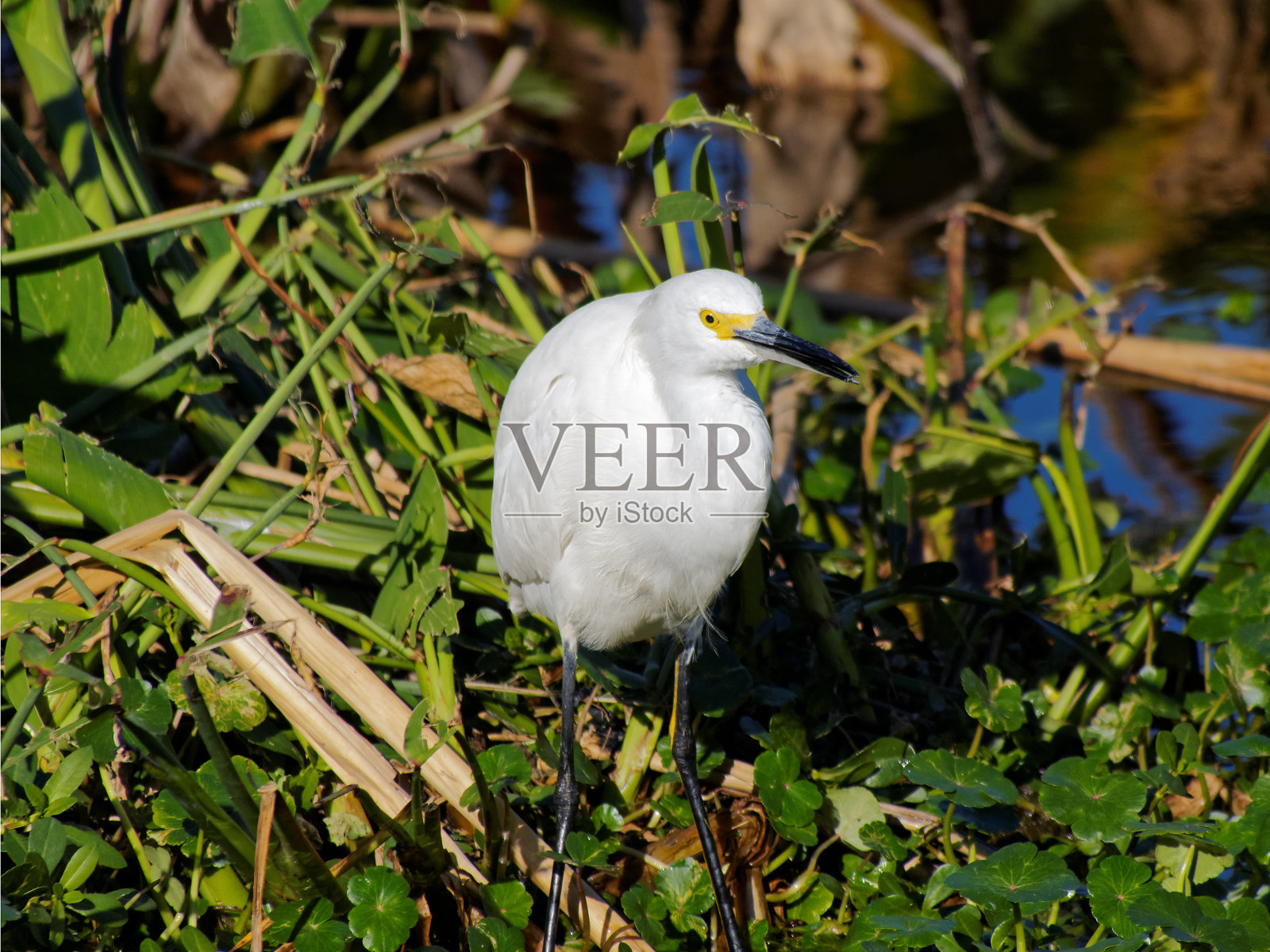 白鹭的嘴微微张开照片摄影图片