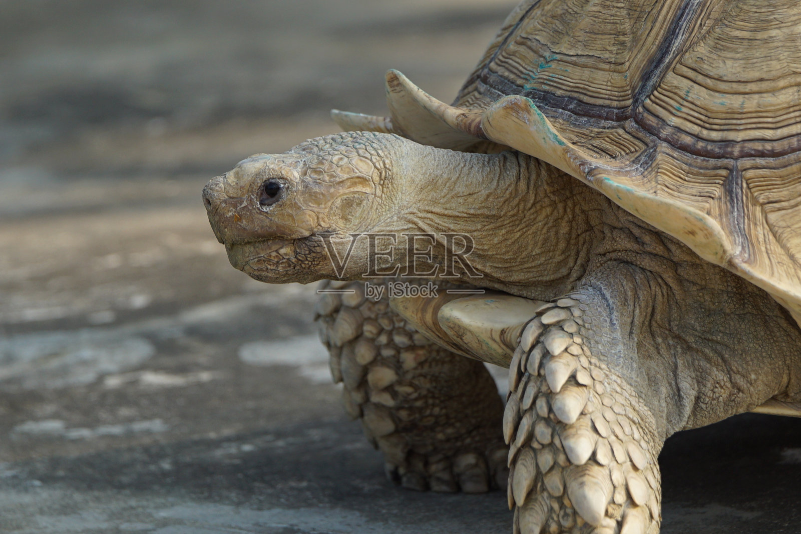 龟，一种体型很大的浅棕色陆地龟，行走缓慢照片摄影图片
