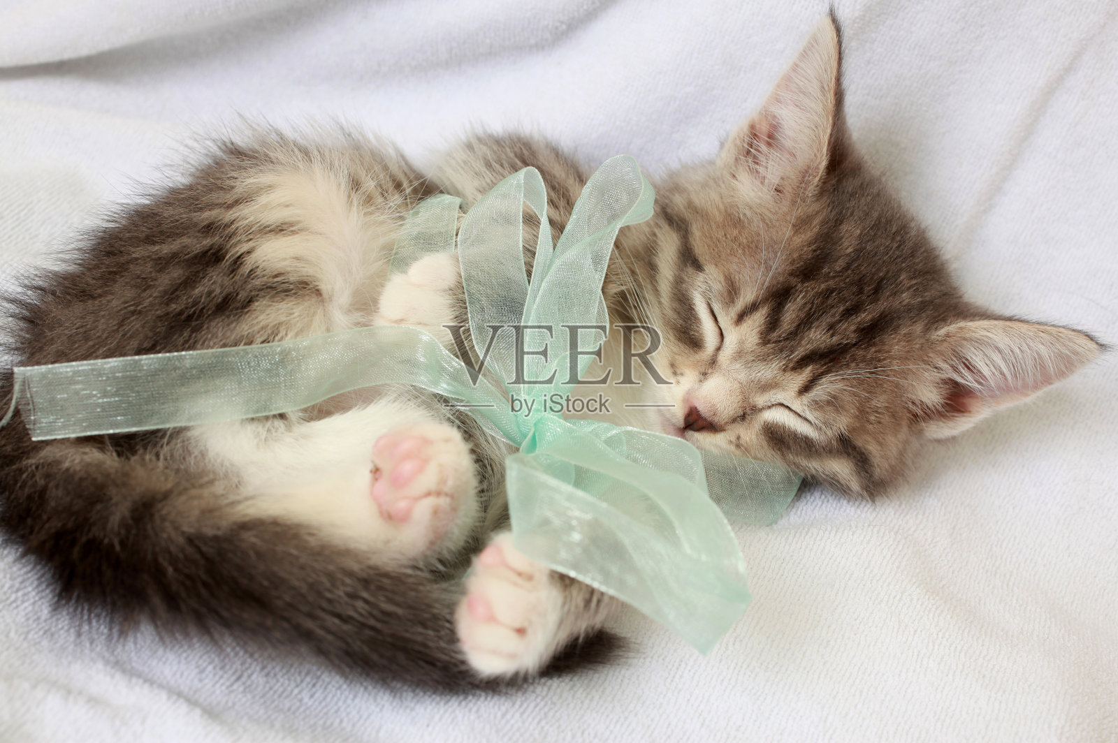 灰色的小猫睡着了照片摄影图片