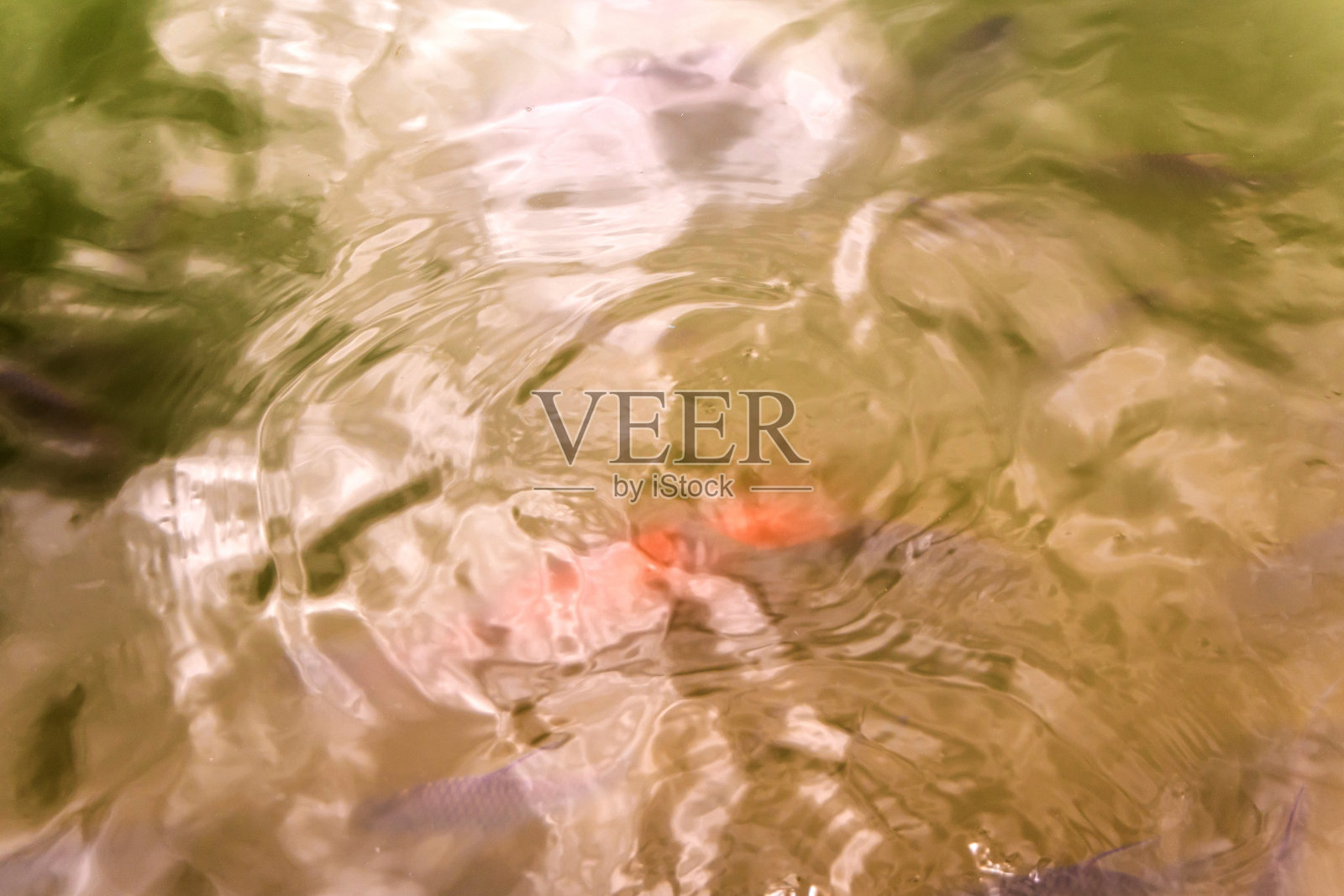 鱼在水中游动时的表面运动照片摄影图片