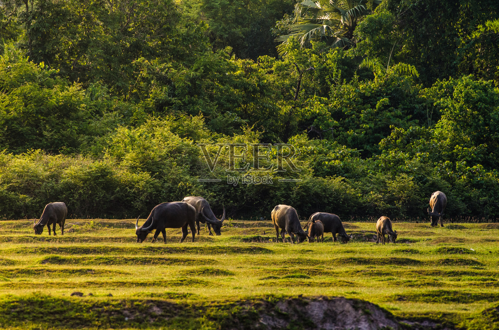 水牛照片摄影图片