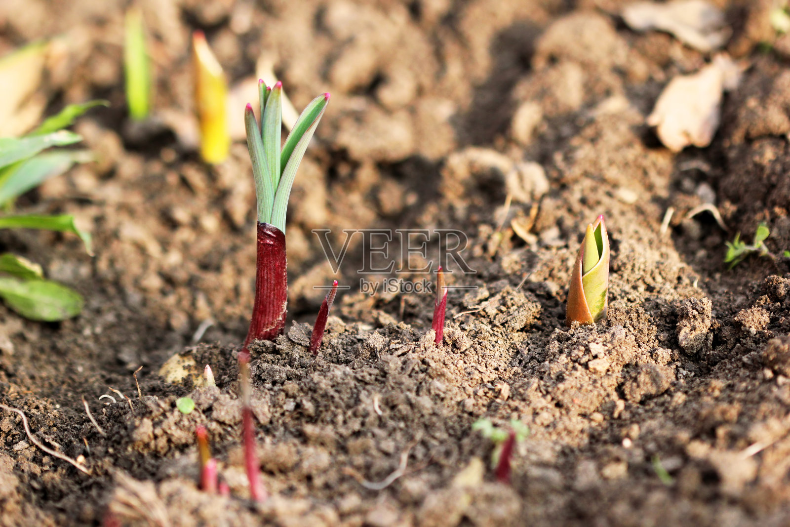 春天的洋葱芽。微距镜头照片摄影图片