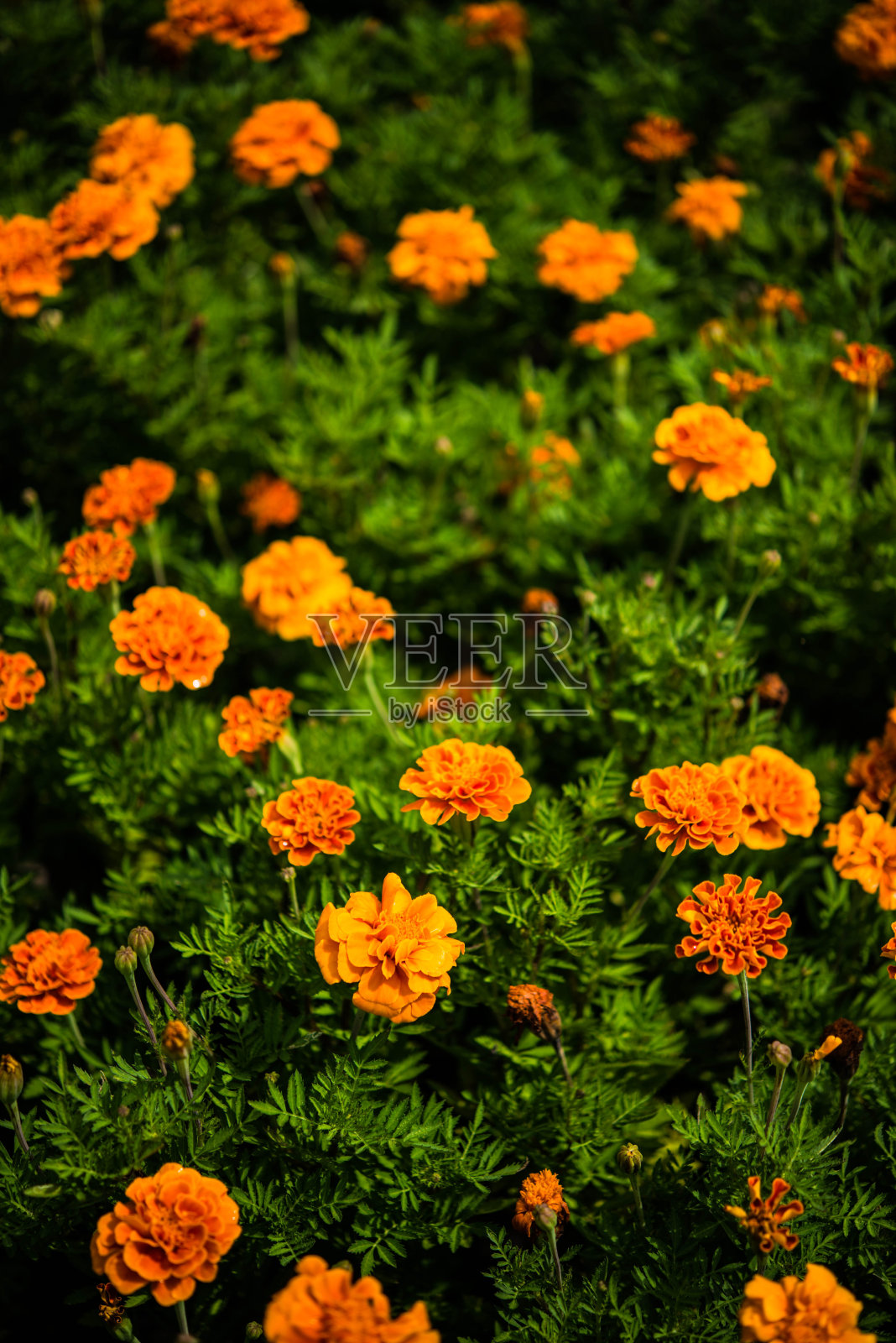 花照片摄影图片