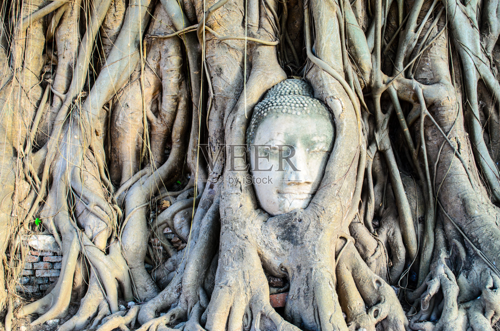 《根中的脸》照片摄影图片