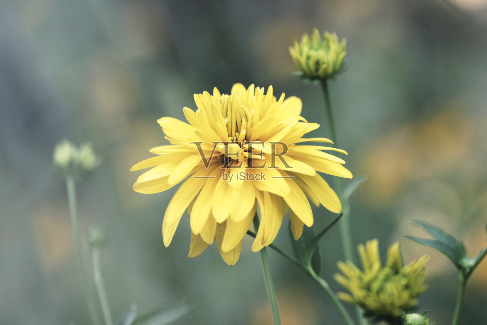 雾中的花照片摄影图片