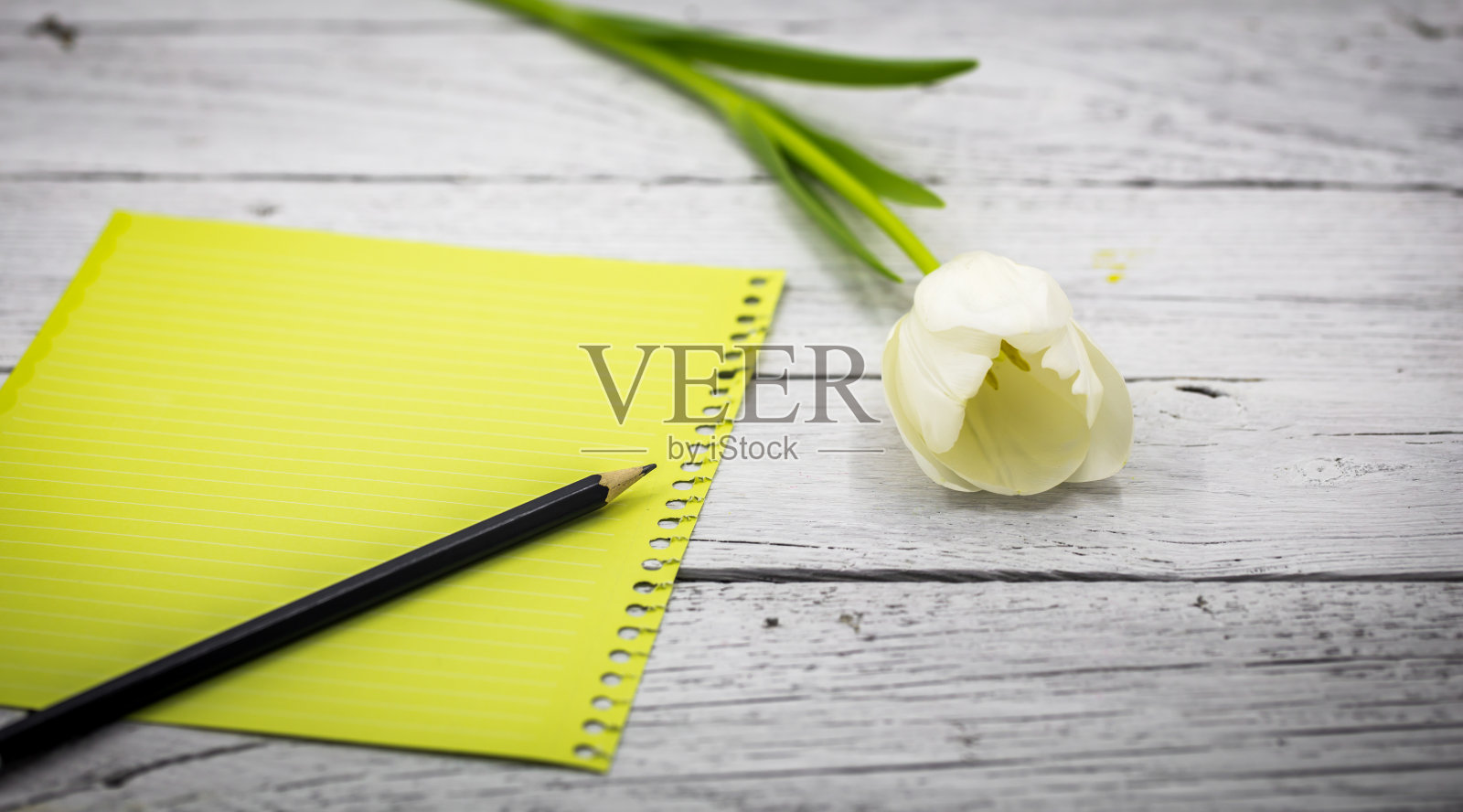 郁金香和刻有铭文的纸照片摄影图片