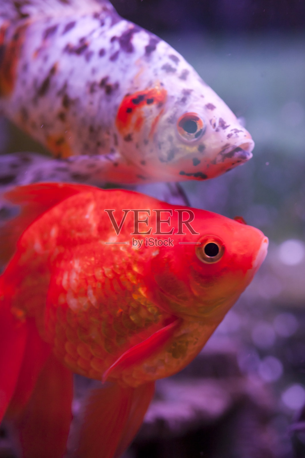 鱼缸里的鱼照片摄影图片