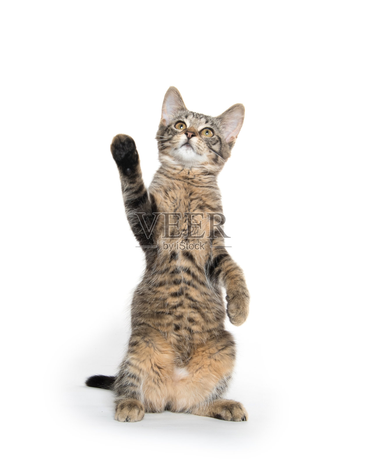 可爱的虎斑猫后腿照片摄影图片