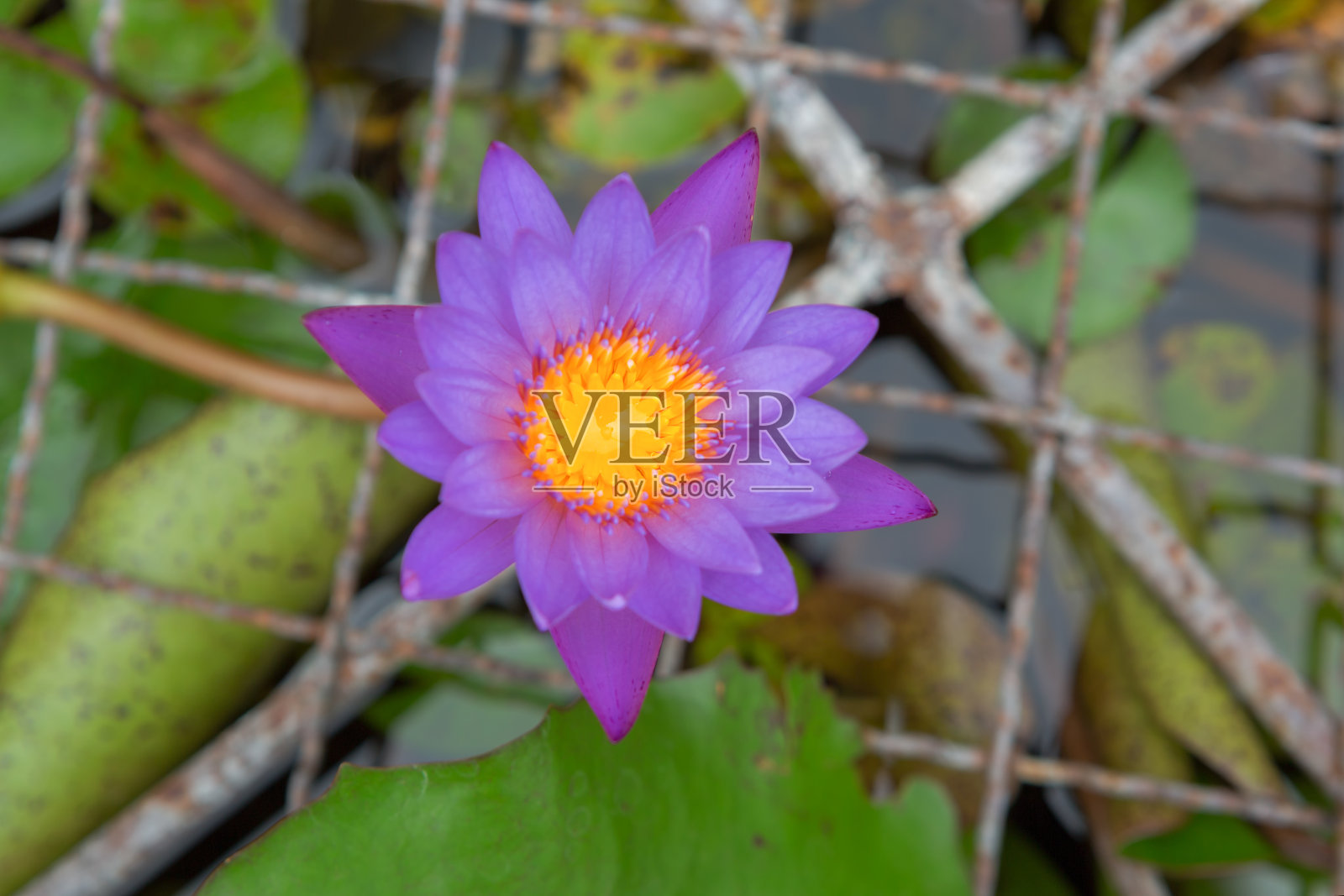 美丽的紫莲花照片摄影图片