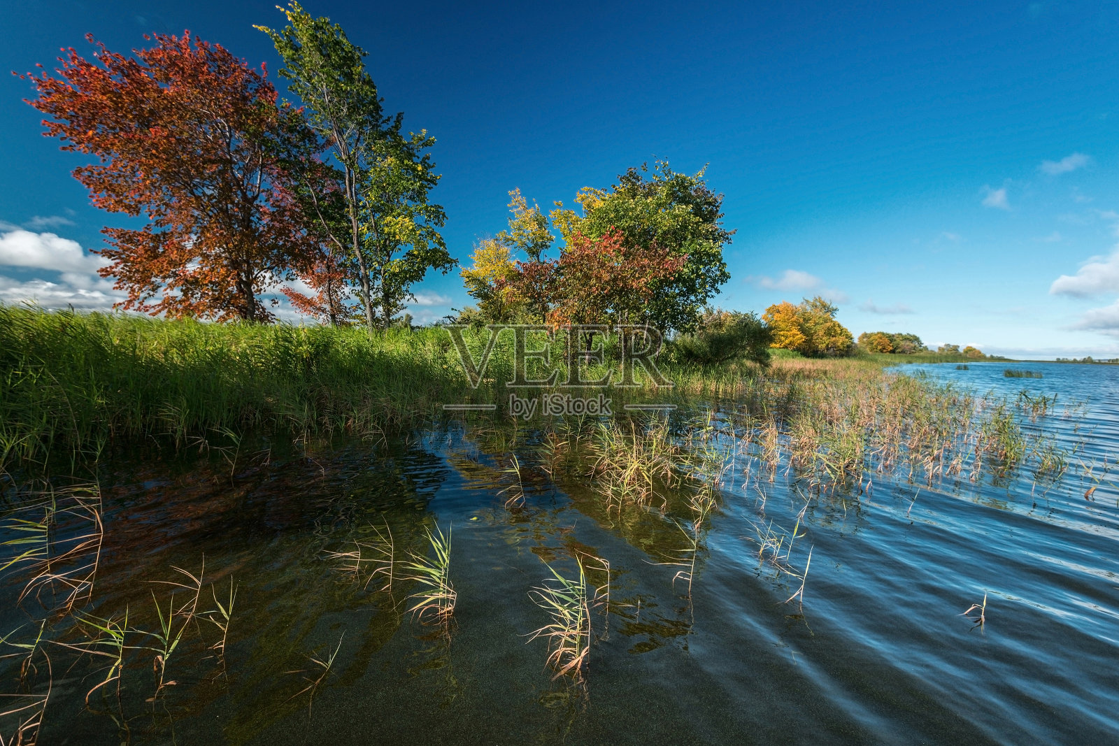 秋天的树照片摄影图片