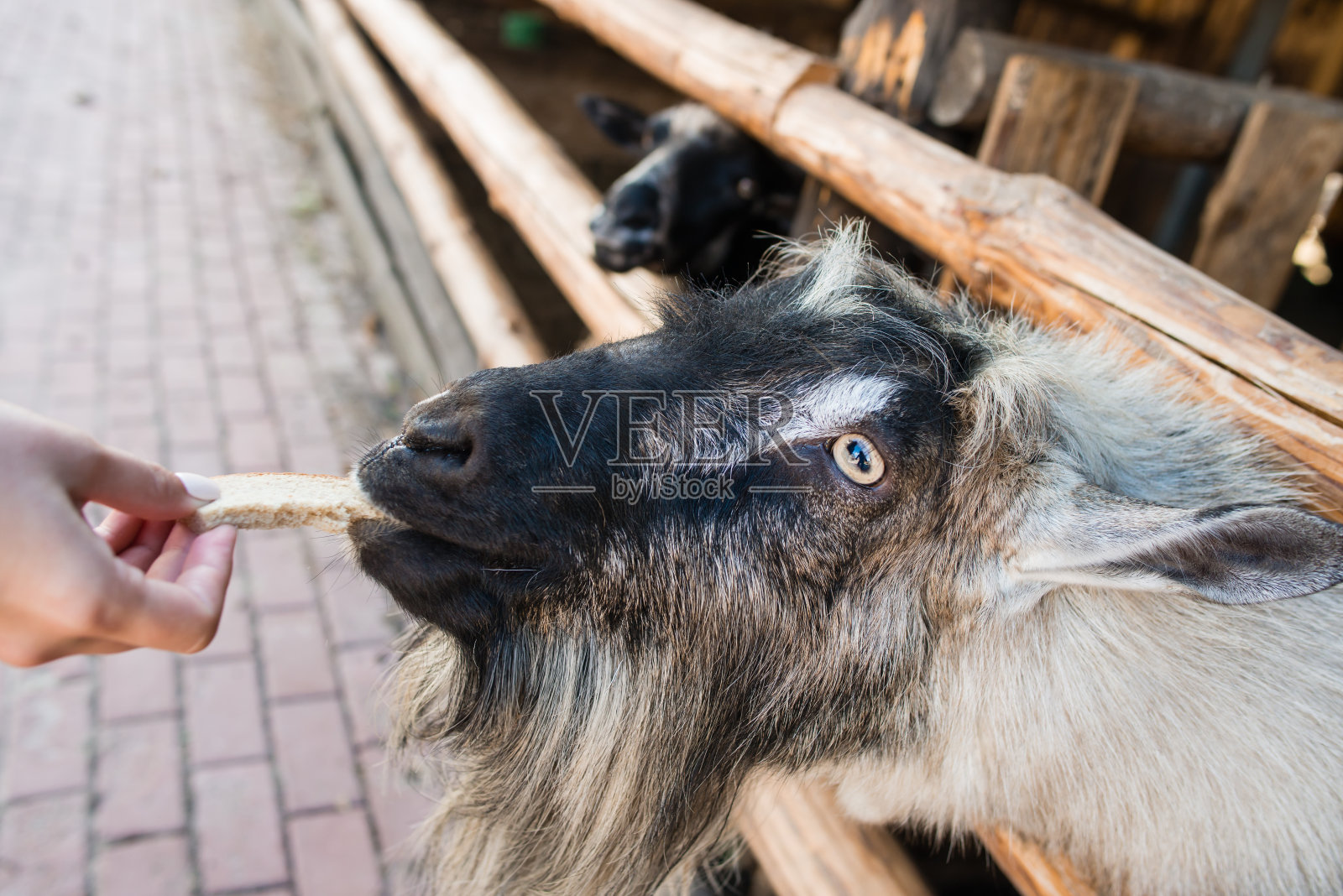 家里的山羊吃着面包，喂养着照片摄影图片