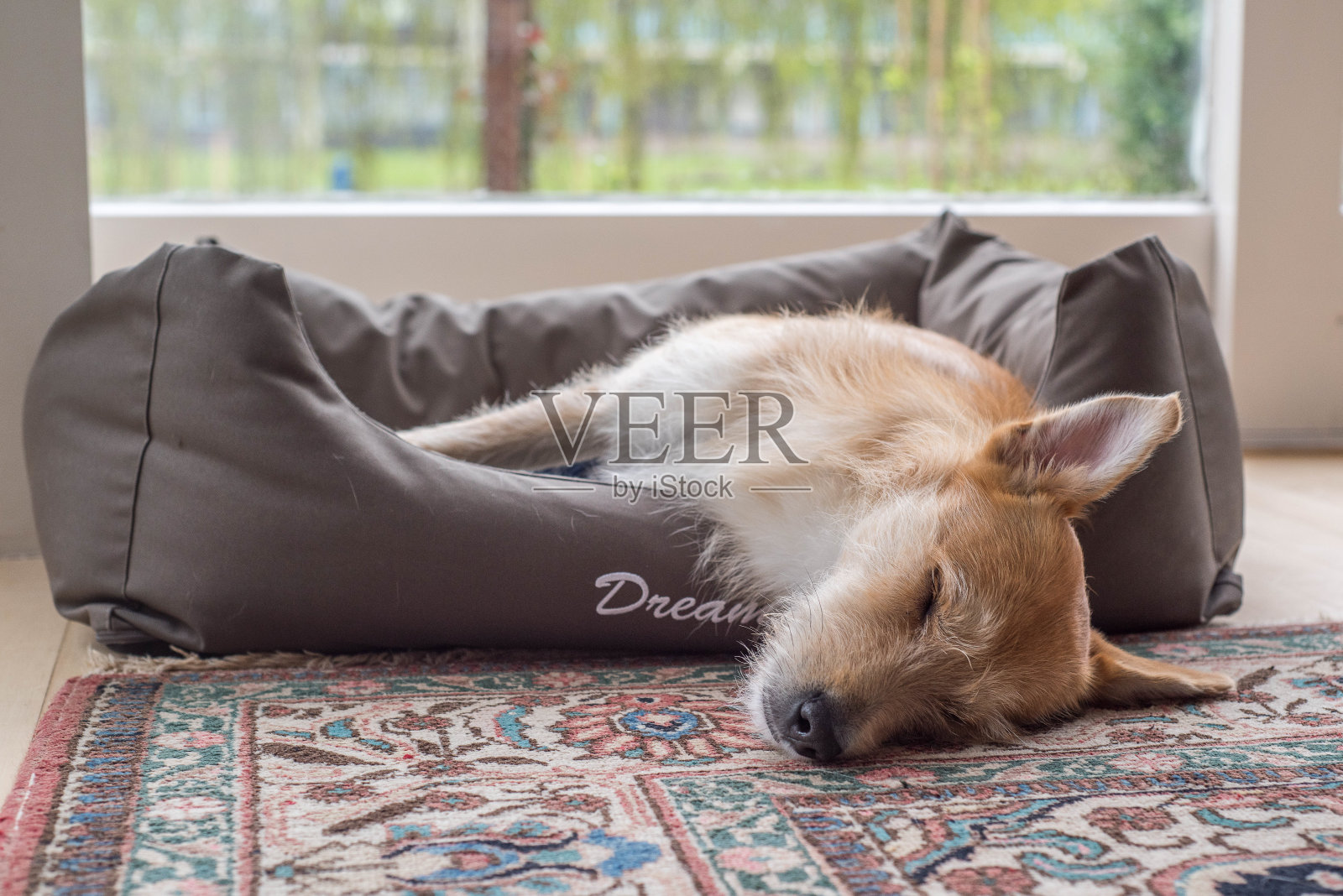 棕白色的狗睡在狗的床上照片摄影图片