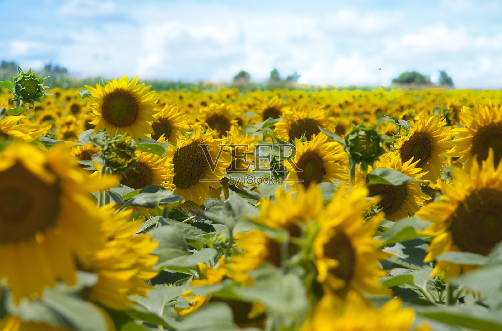 向日葵照片摄影图片