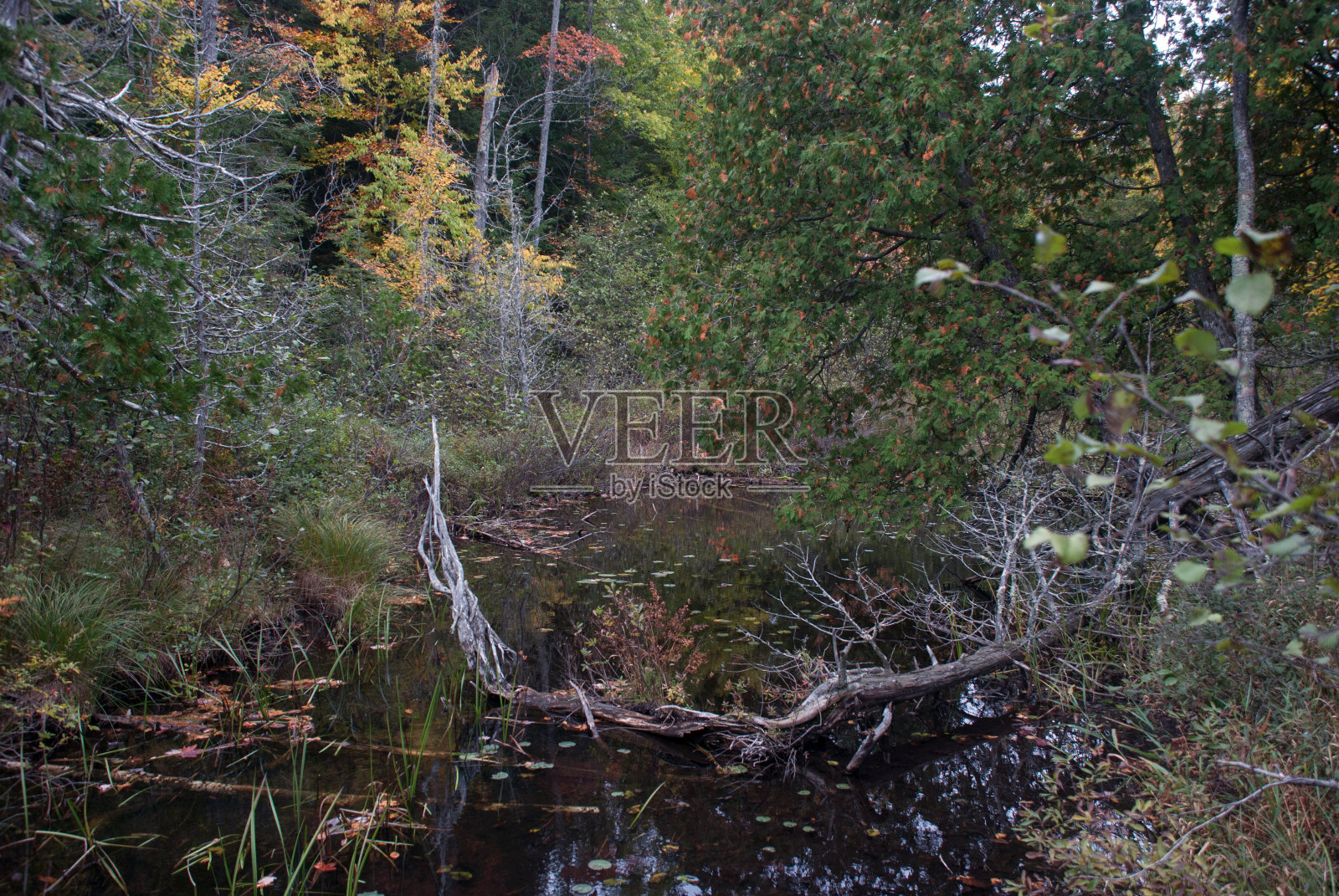 秋天的森林池塘，海华沙国家森林，密歇根州，美国照片摄影图片