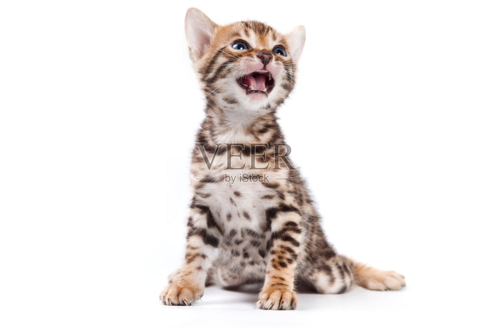 白底上的孟加拉猫照片摄影图片