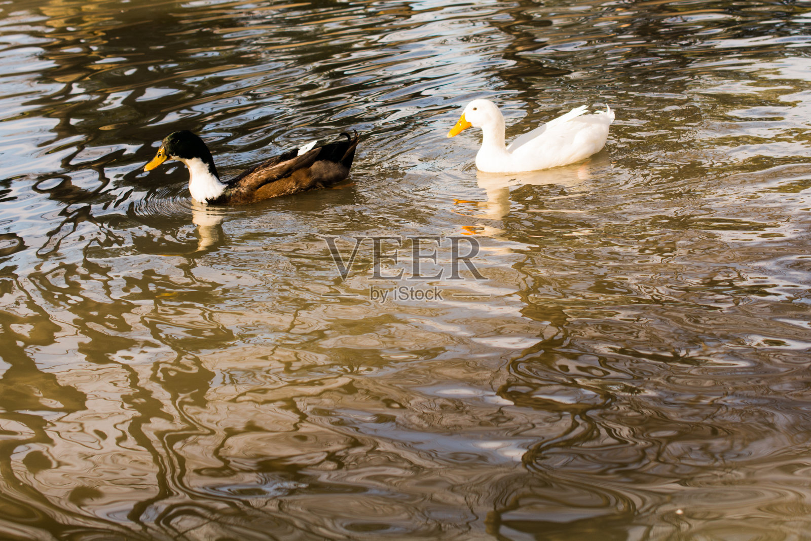 孤独的鸟生活在自然环境中照片摄影图片